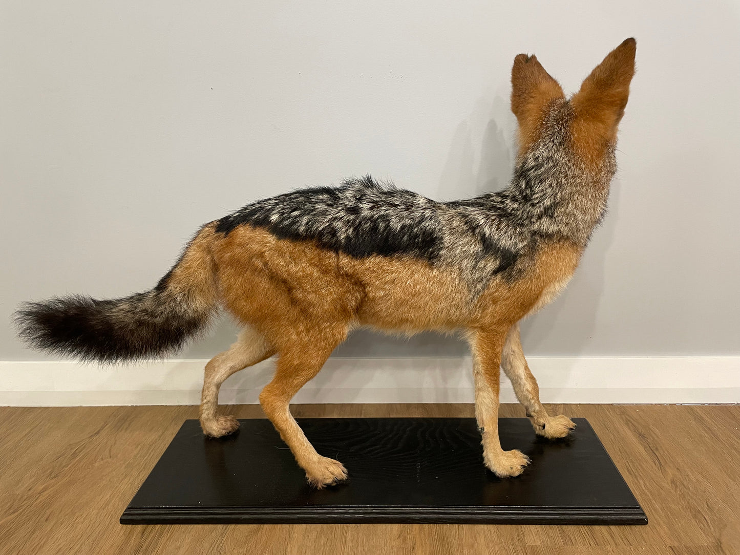 Black-backed Jackal