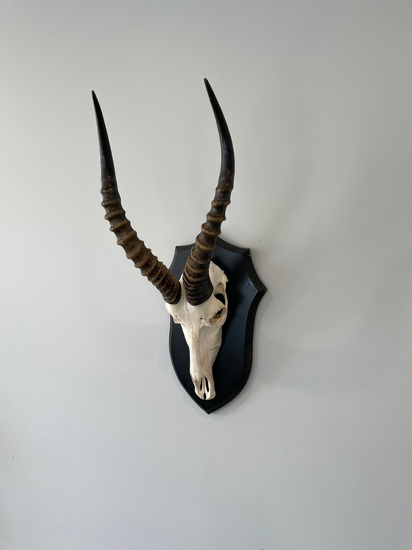 Blesbok Euro Mount