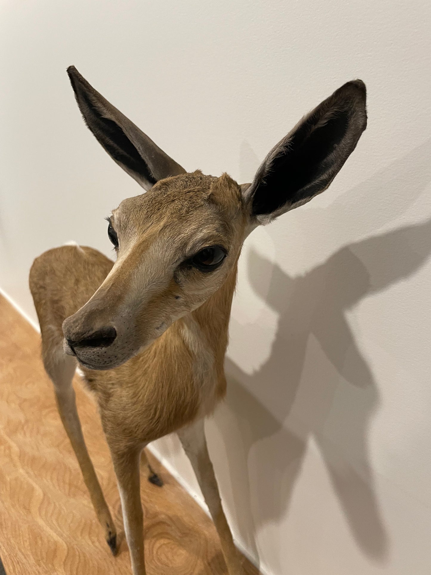 Springbok Lamb