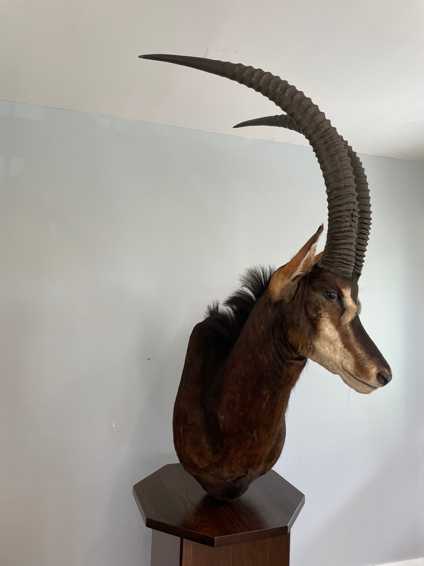 Sable Shoulder Mount