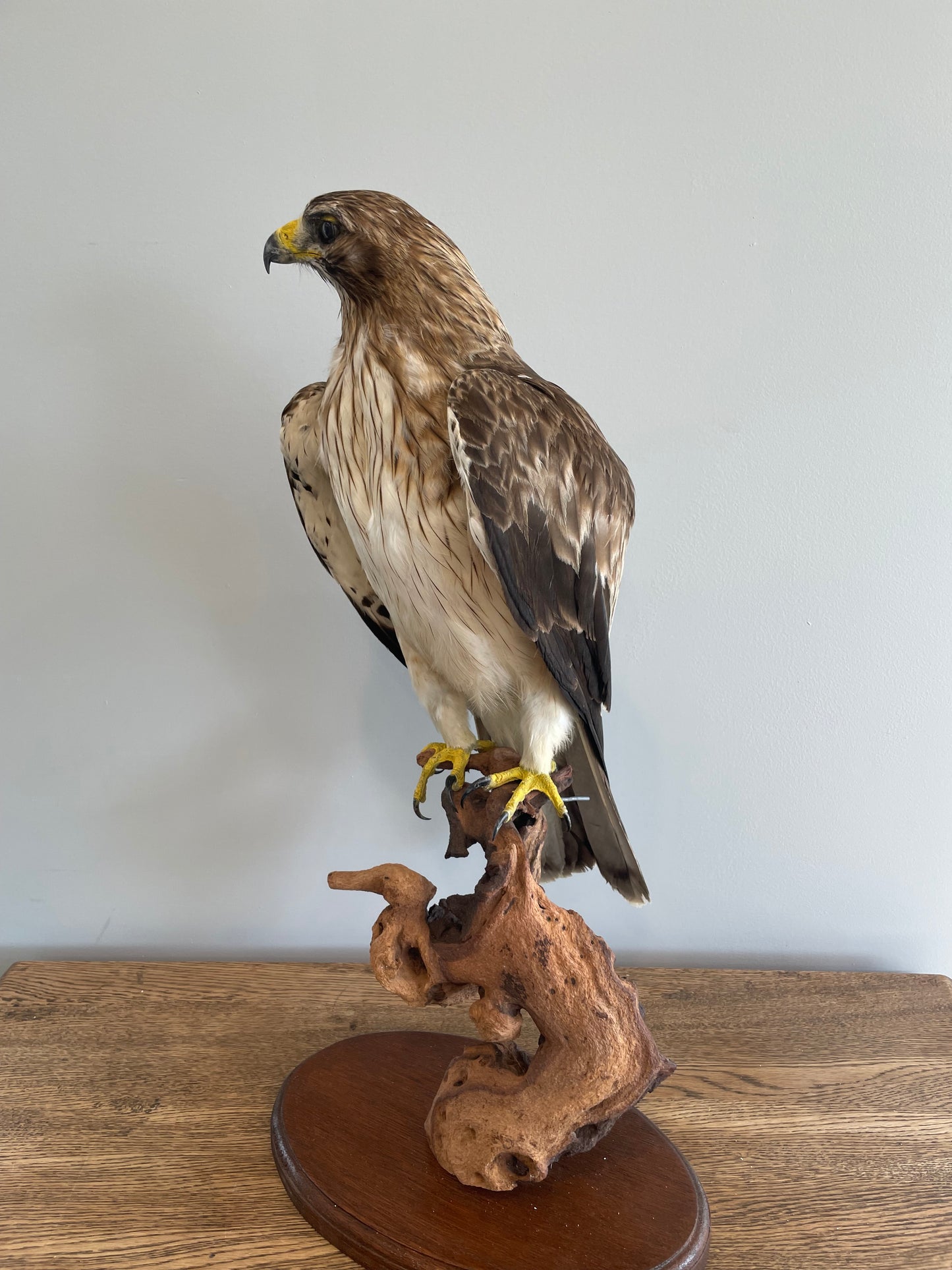 Booted Eagle