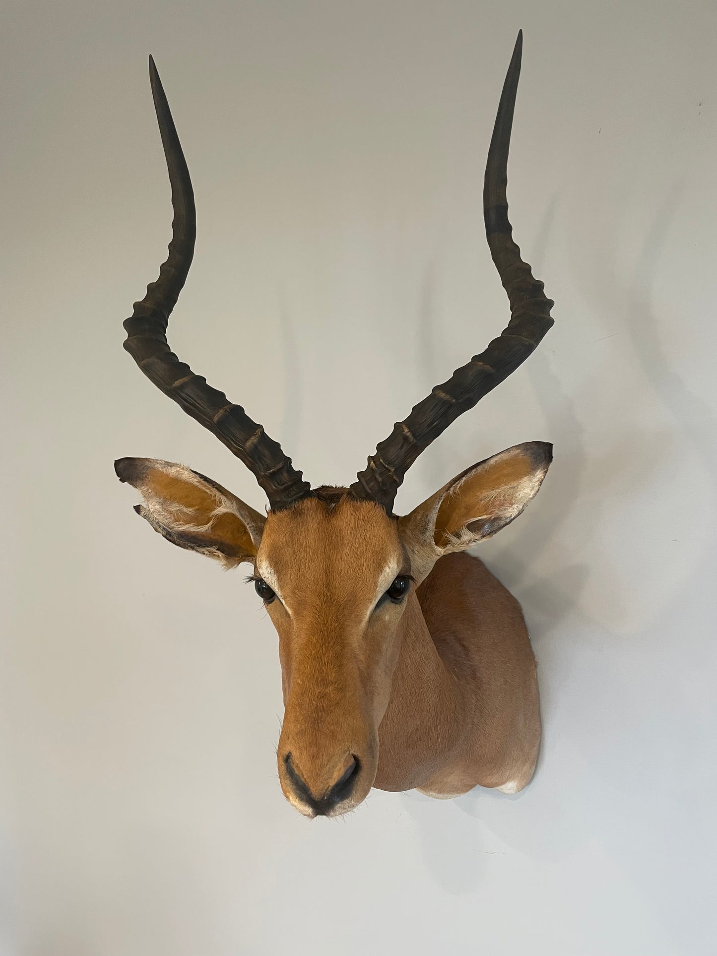 Impala