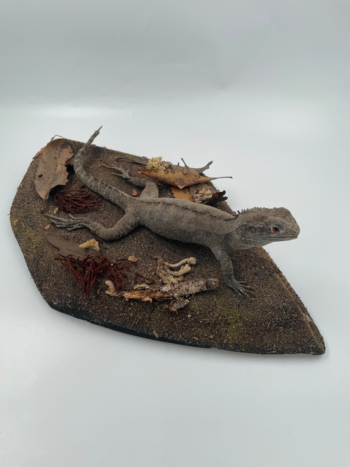 Lizard