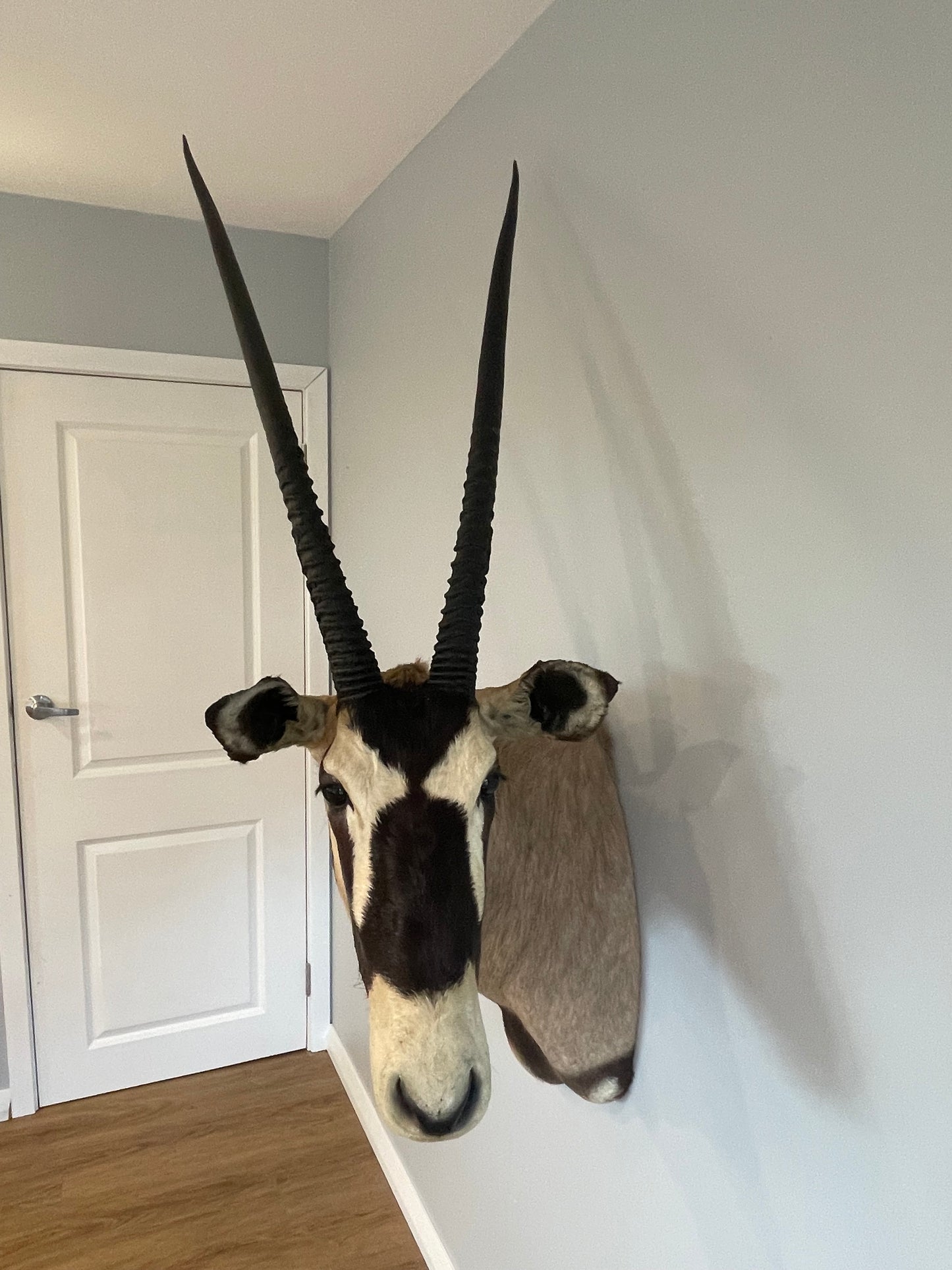 Gemsbok