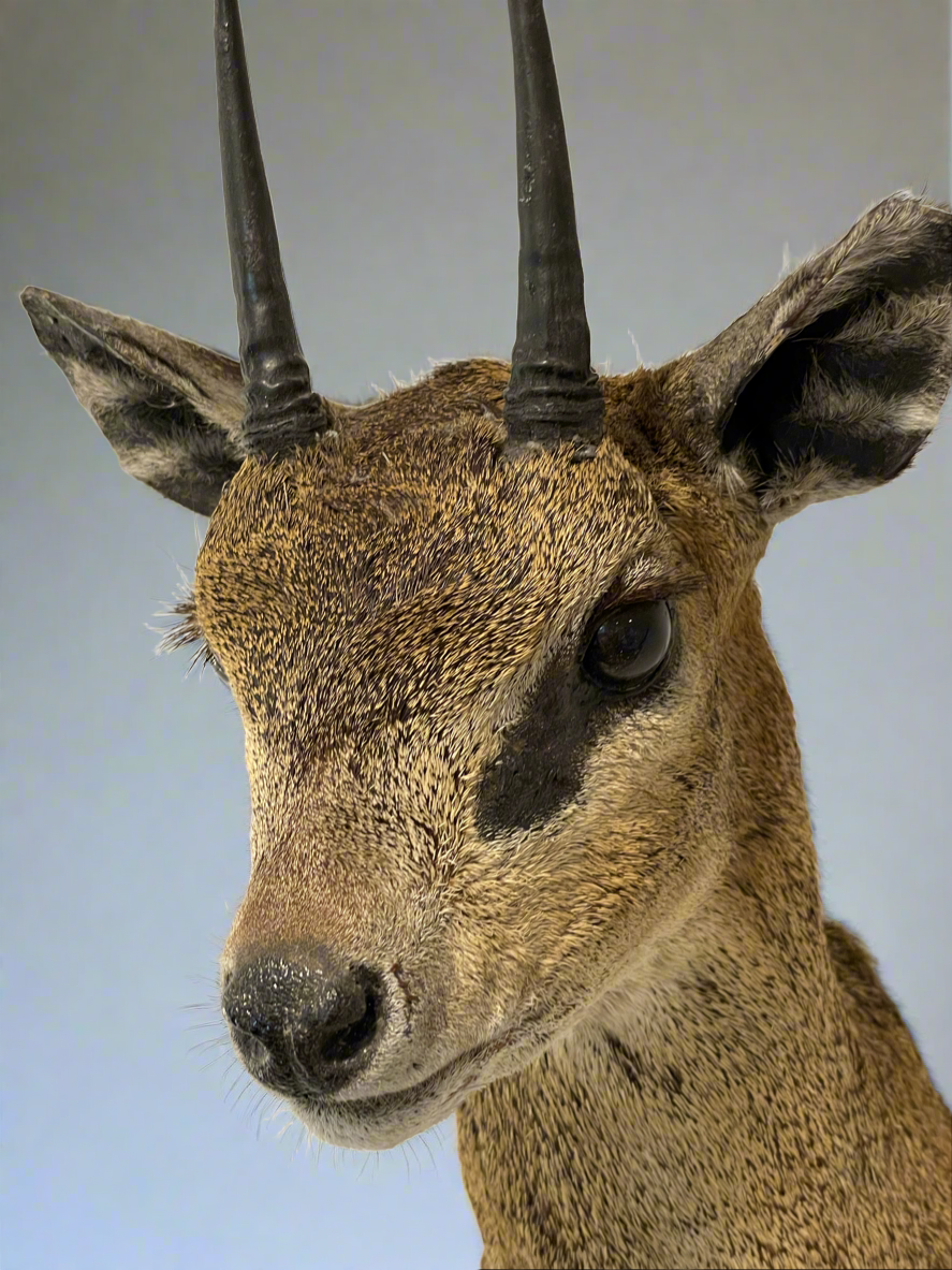 Klipspringer