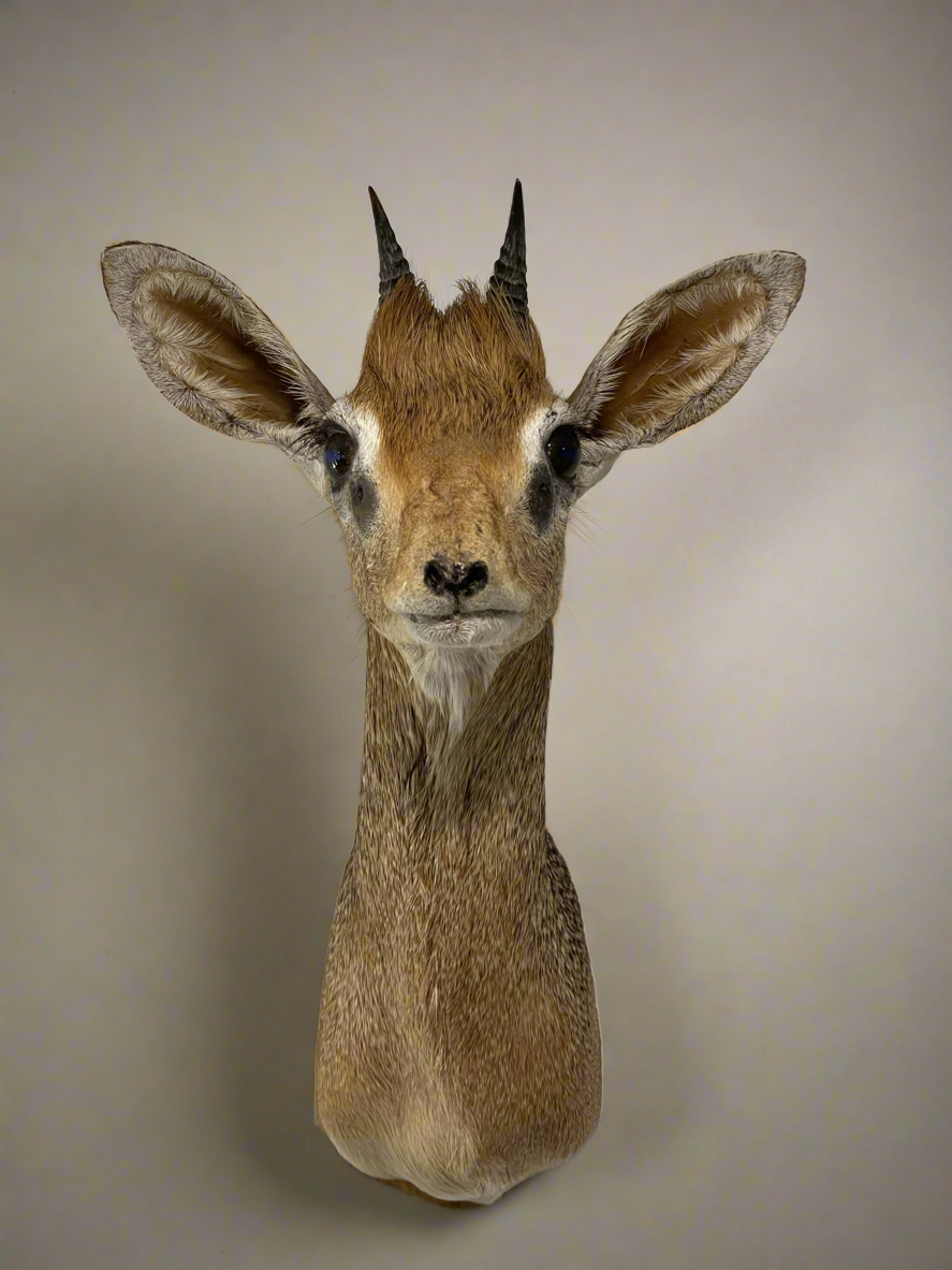 Dik-Dik