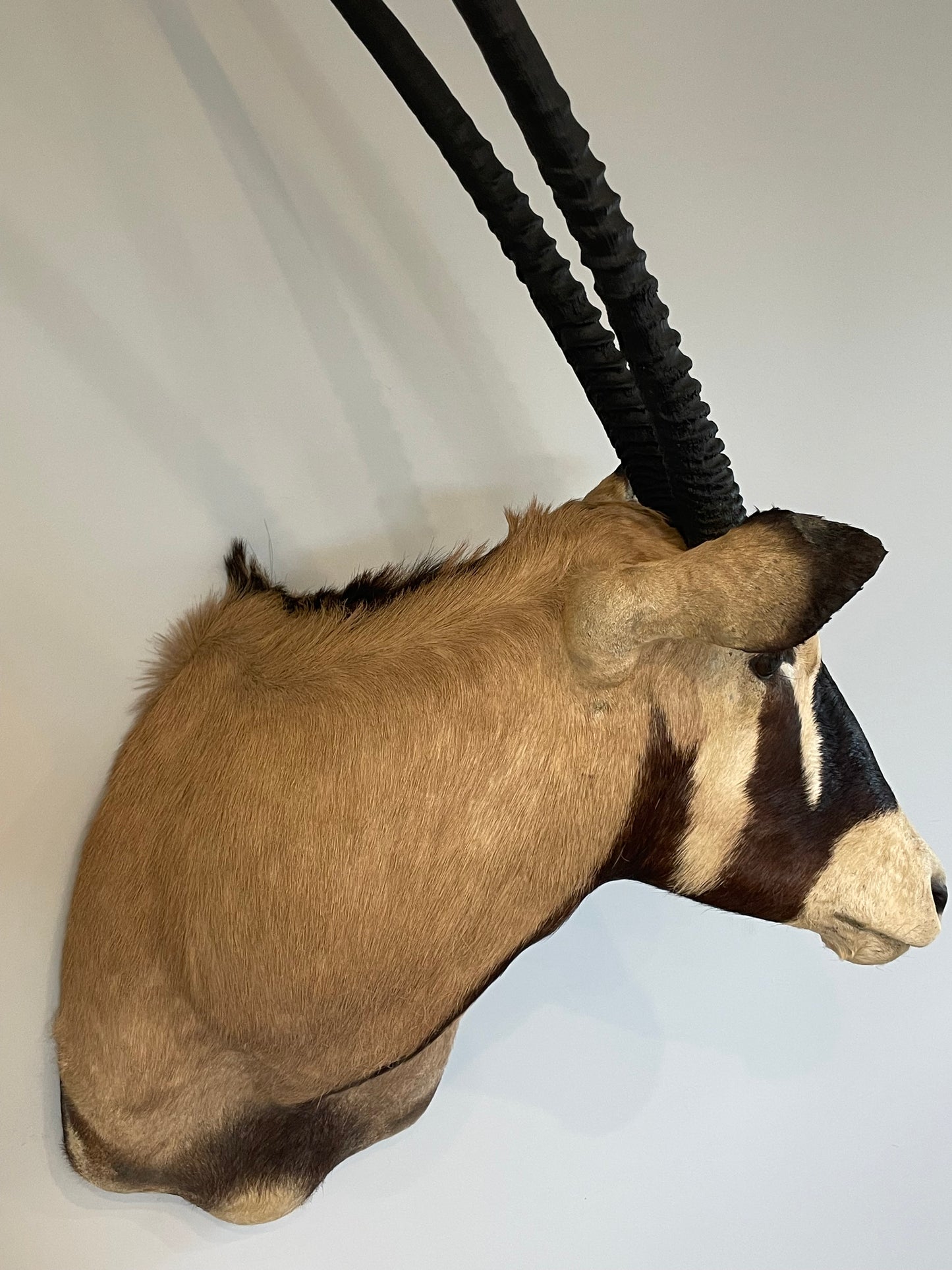 Gemsbok