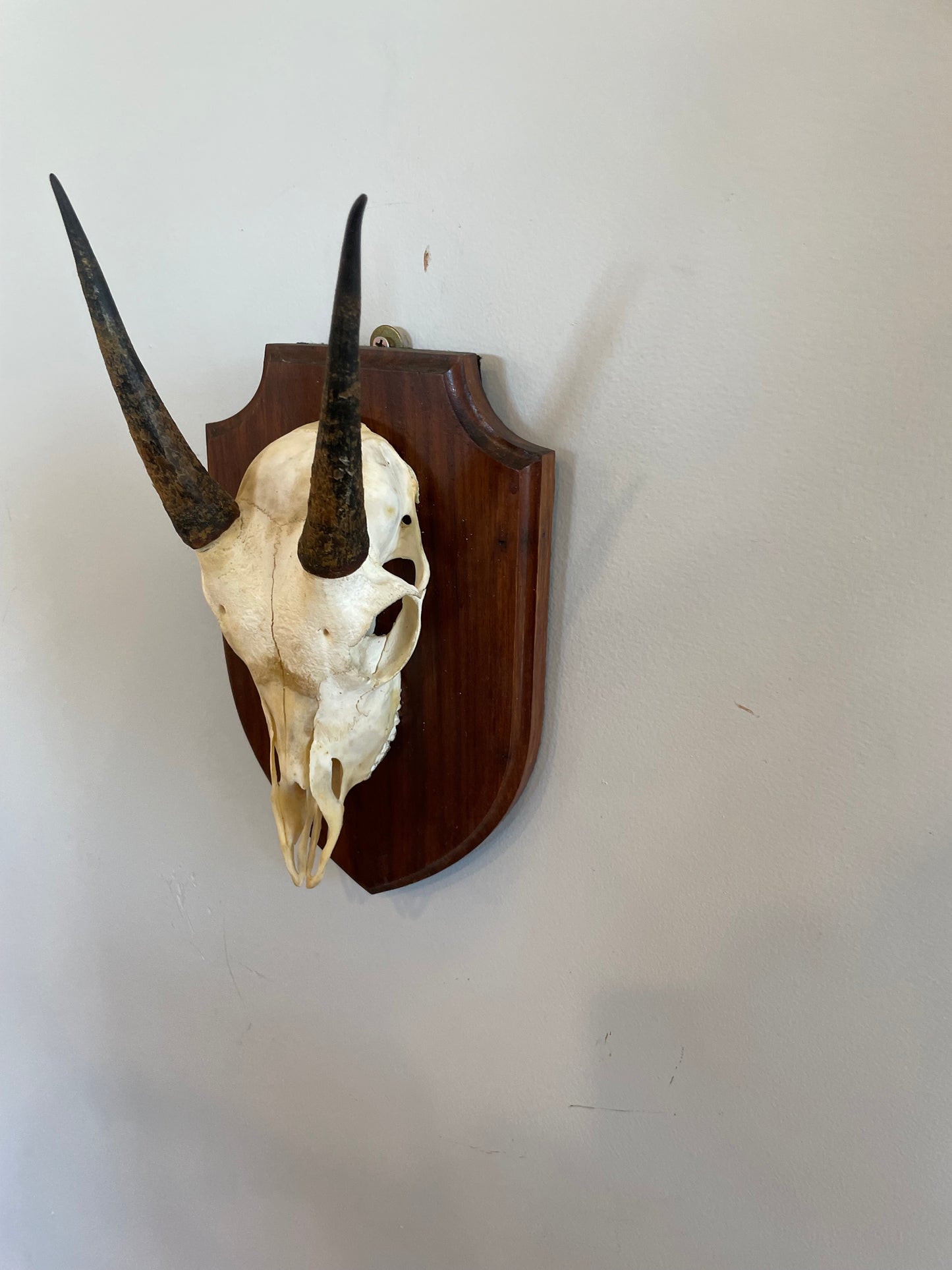 Young Impala Euro Mount