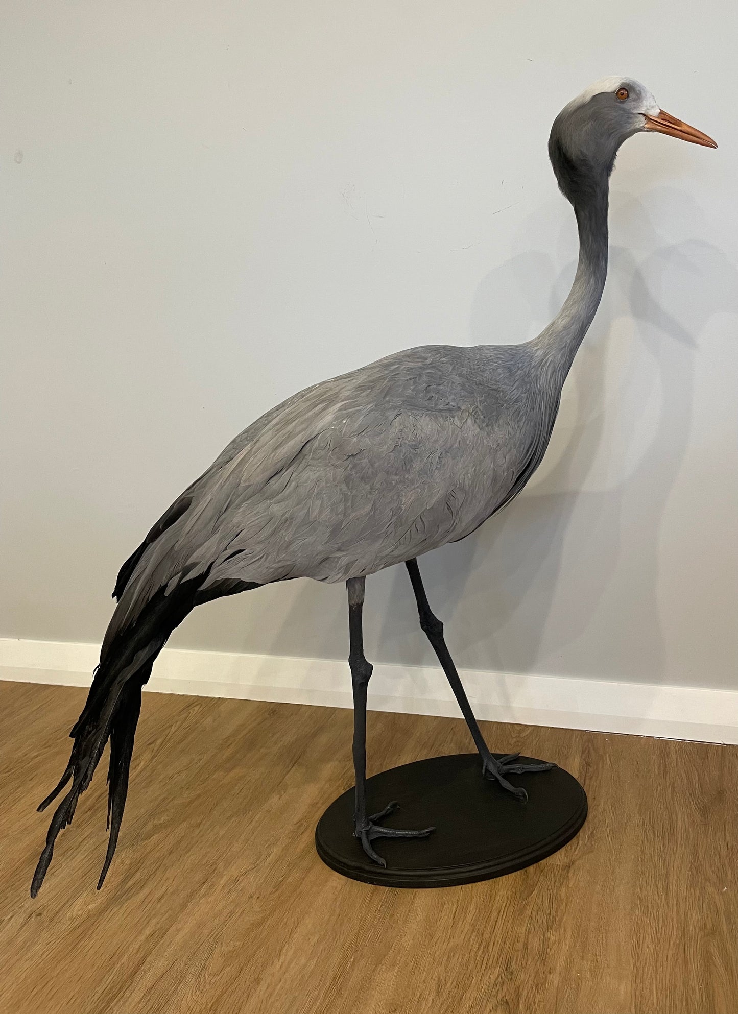 Blue Crane