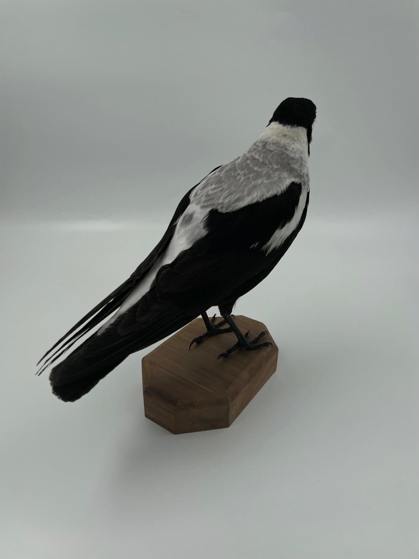 Magpie