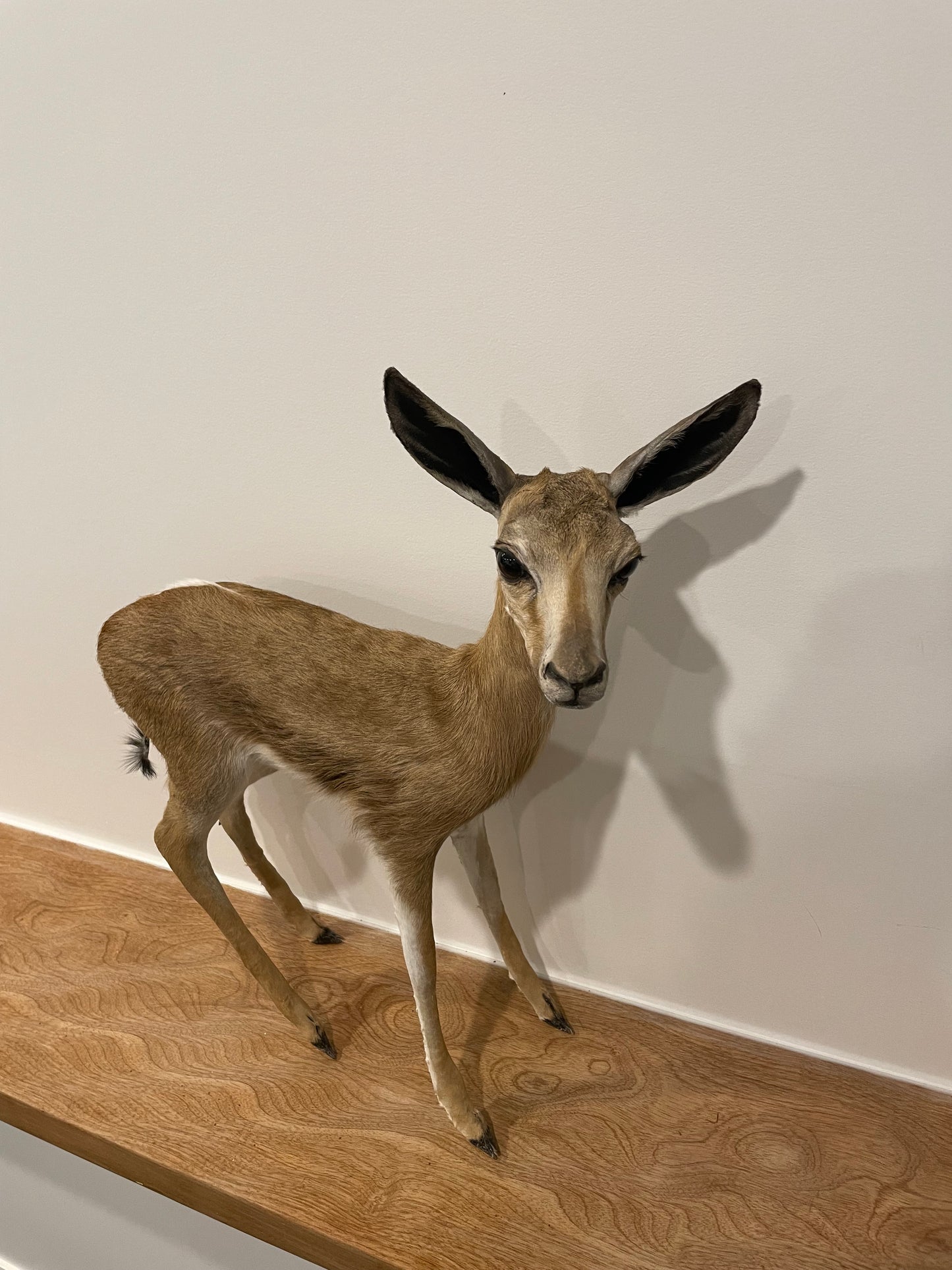 Springbok Lamb