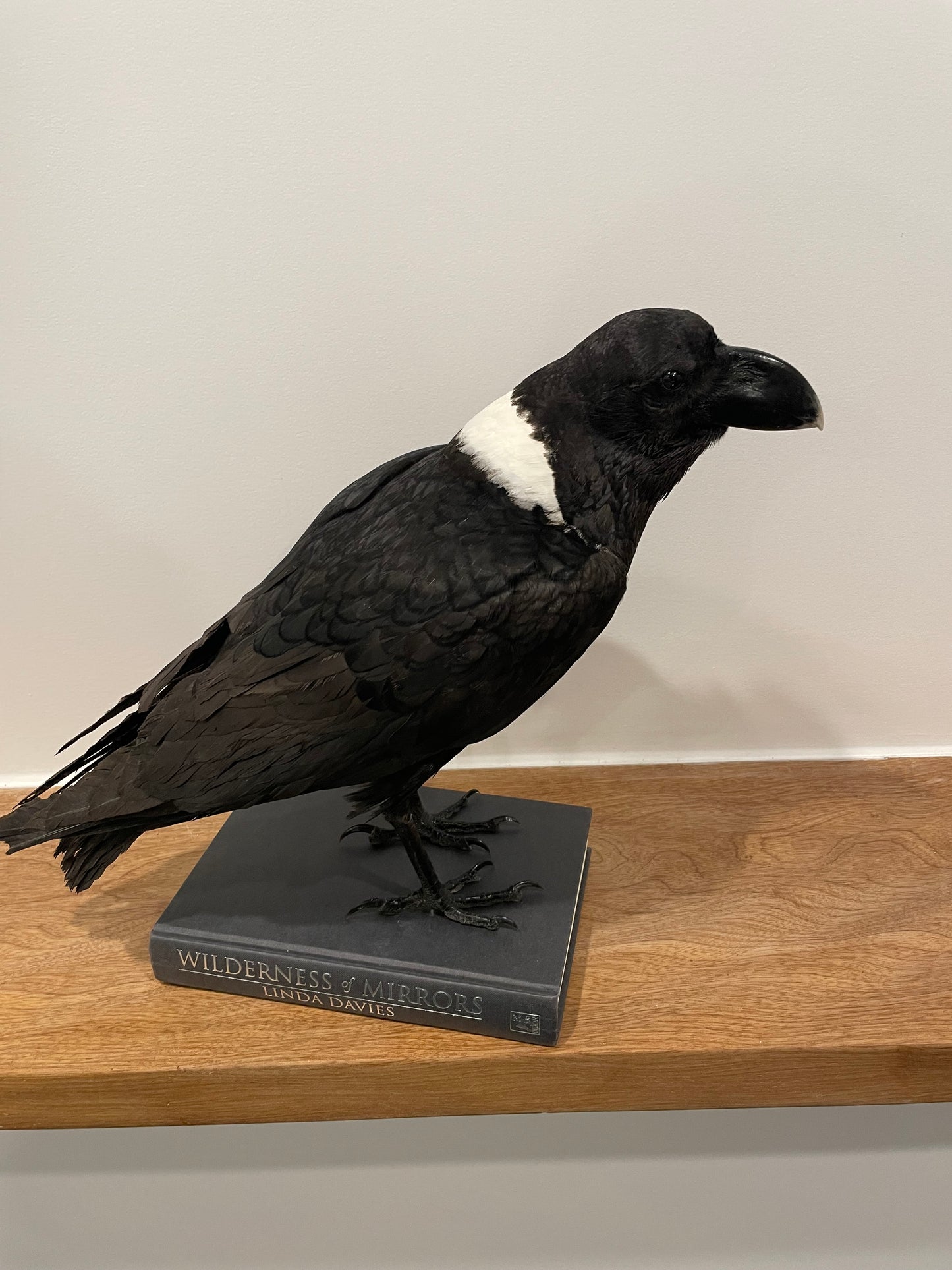 Pied Raven
