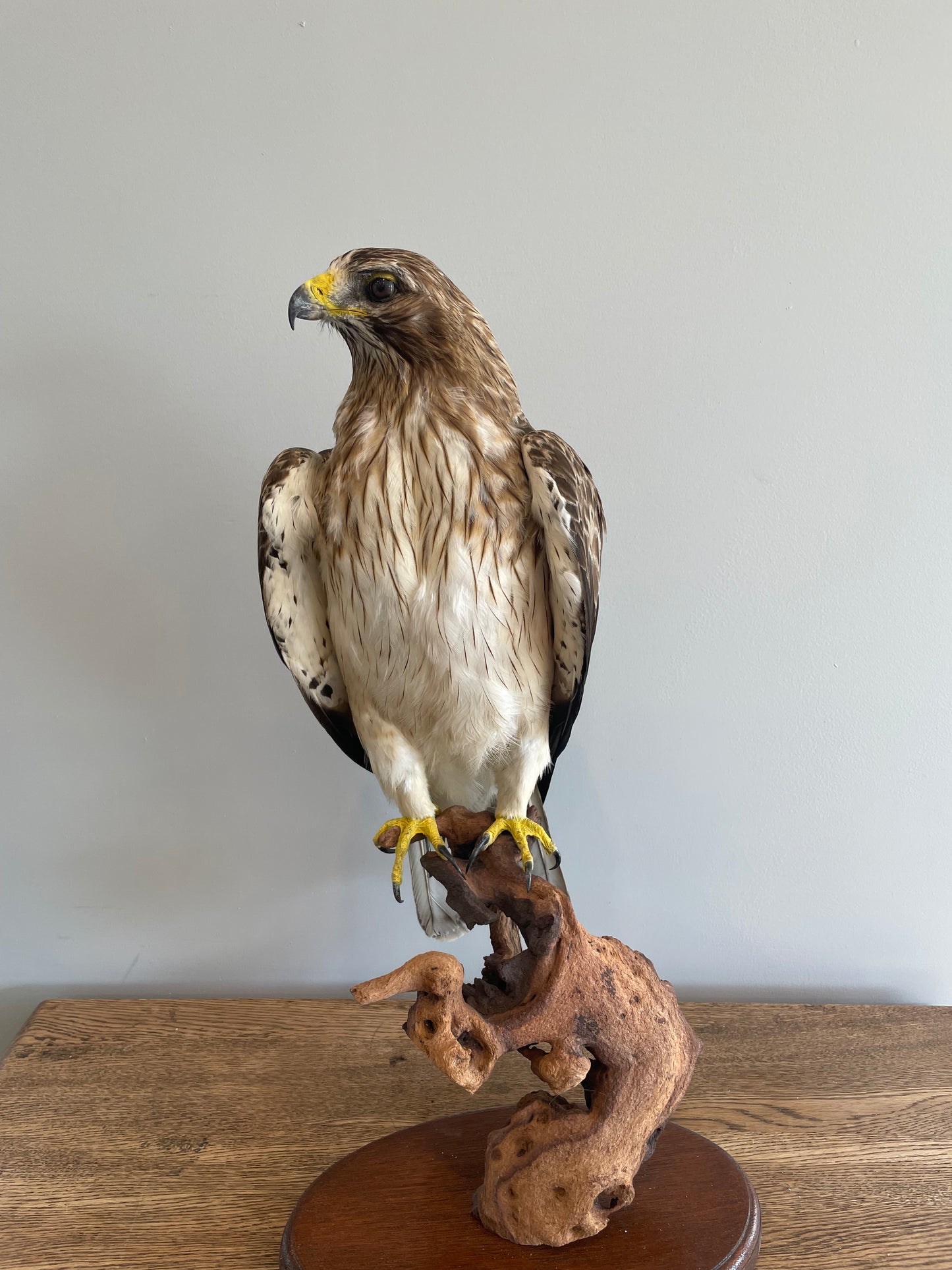 Booted Eagle