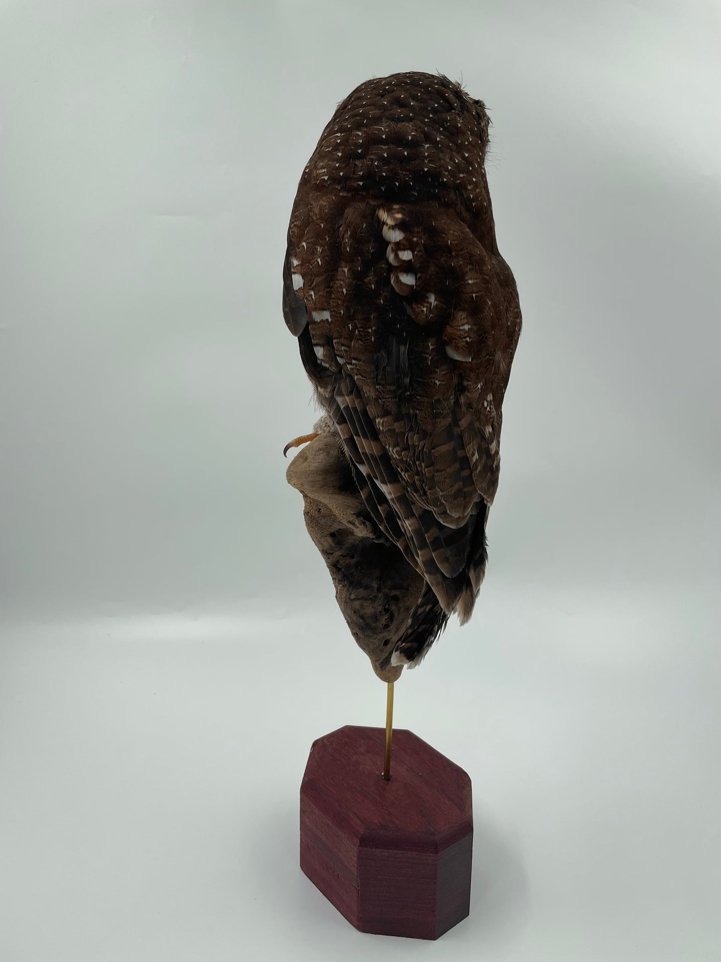 Wood Owl