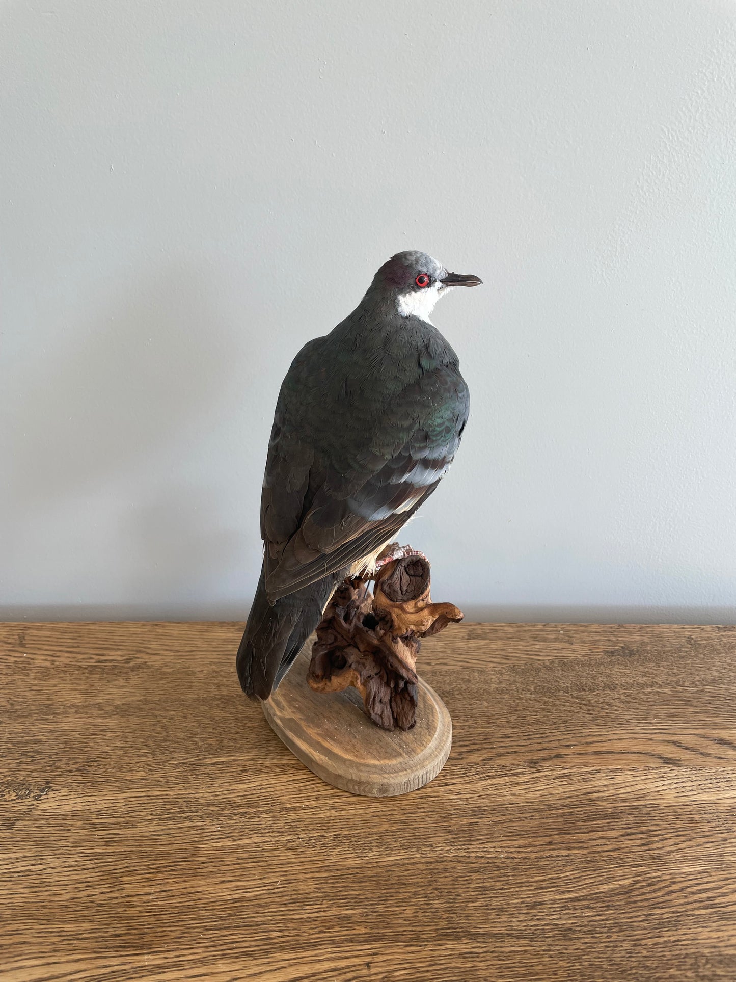 Bleeding Heart Pigeon