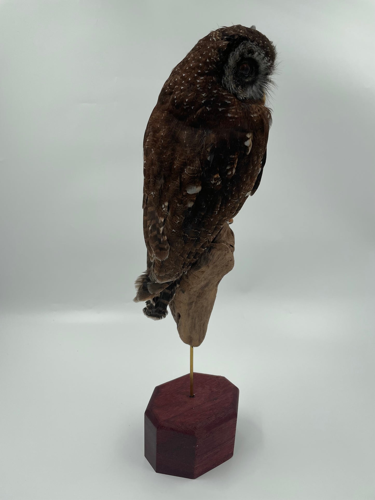 Wood Owl