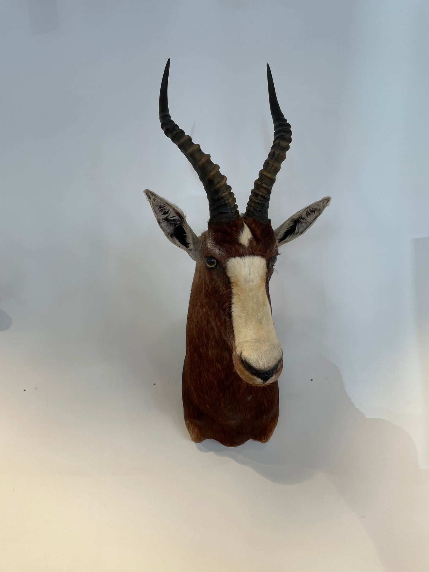 Blesbok