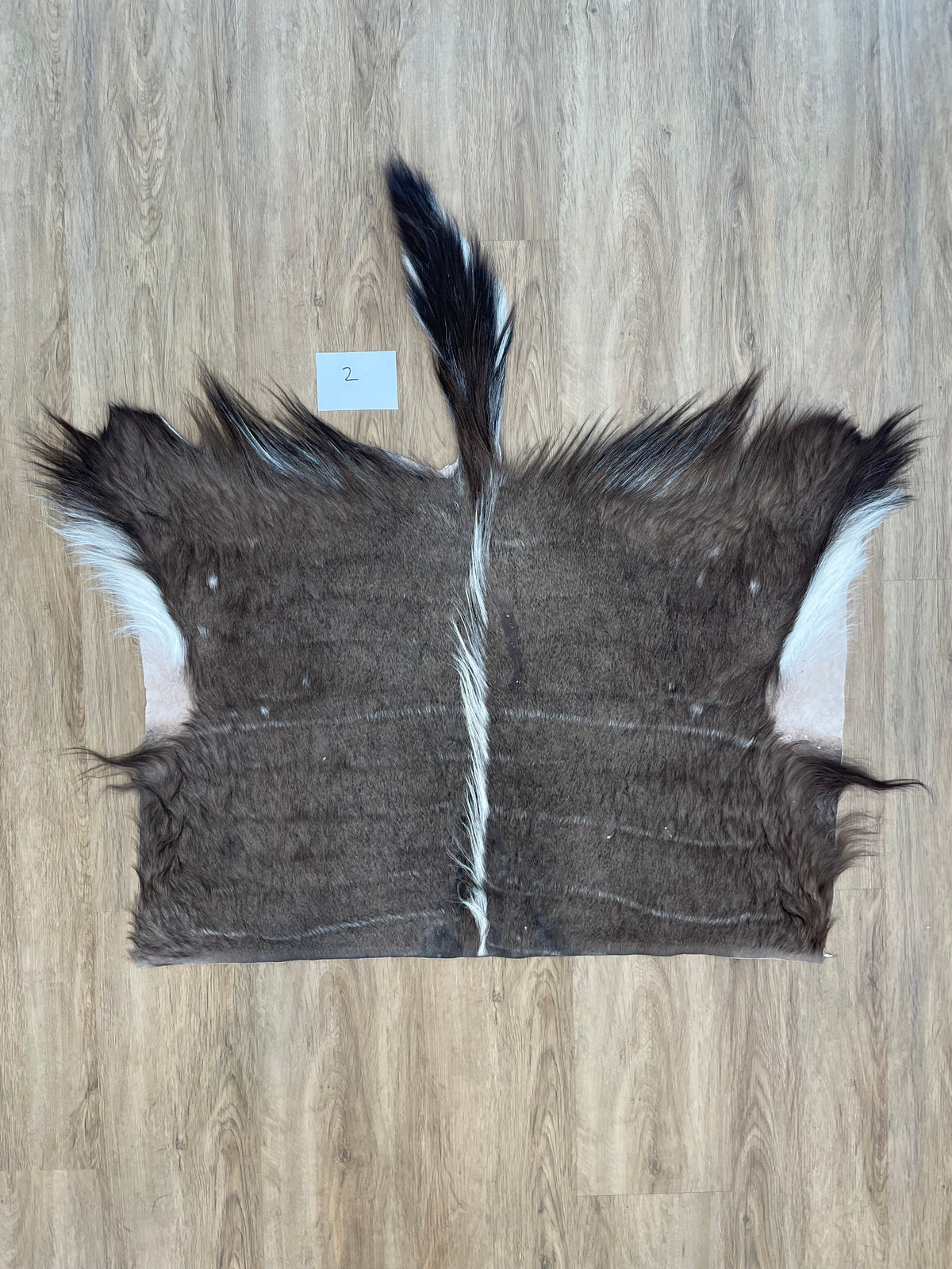 Nyala back Skin