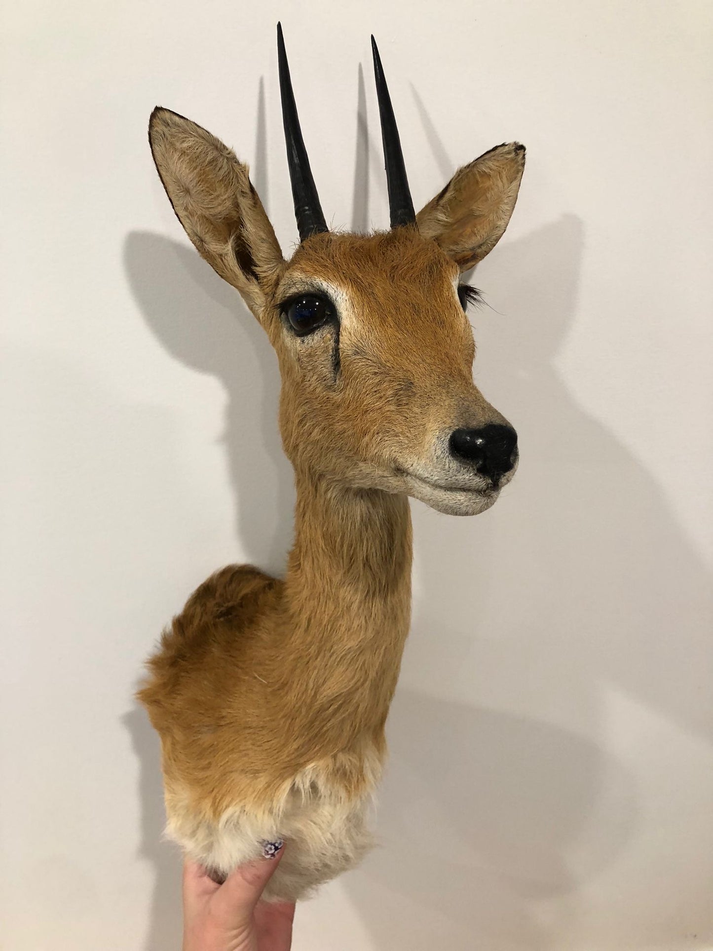 Oribi