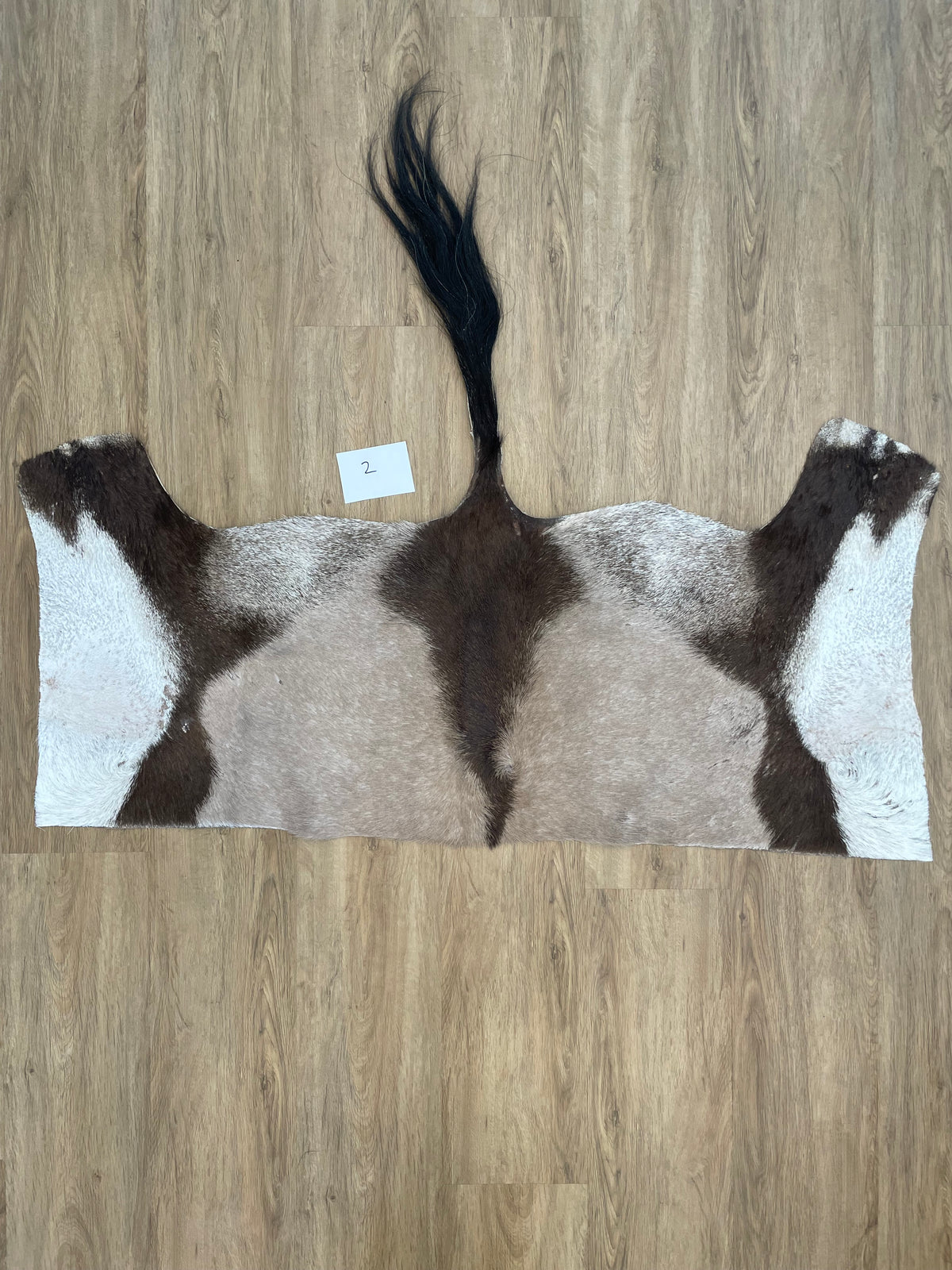 Gemsbok back Skin