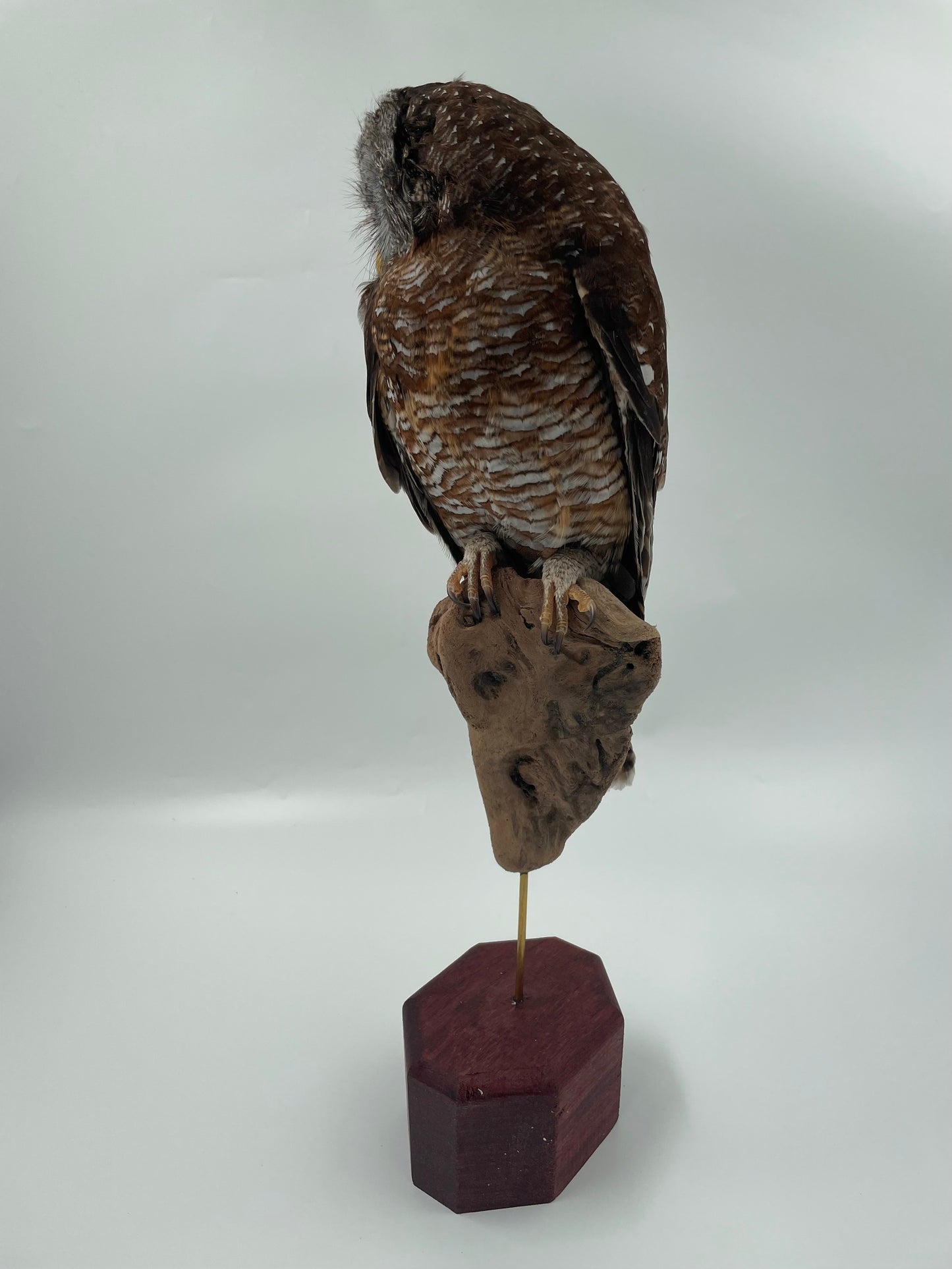 Wood Owl