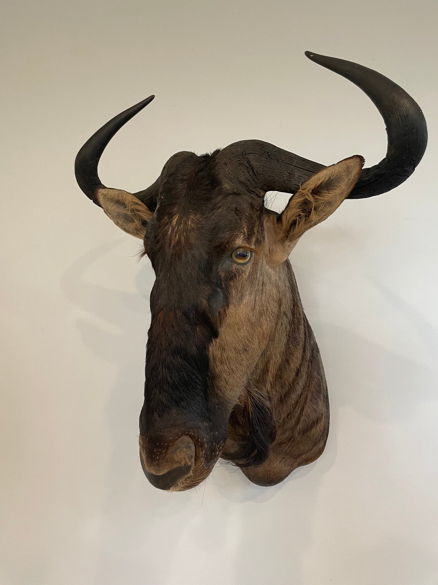 Blue Wildebeest
