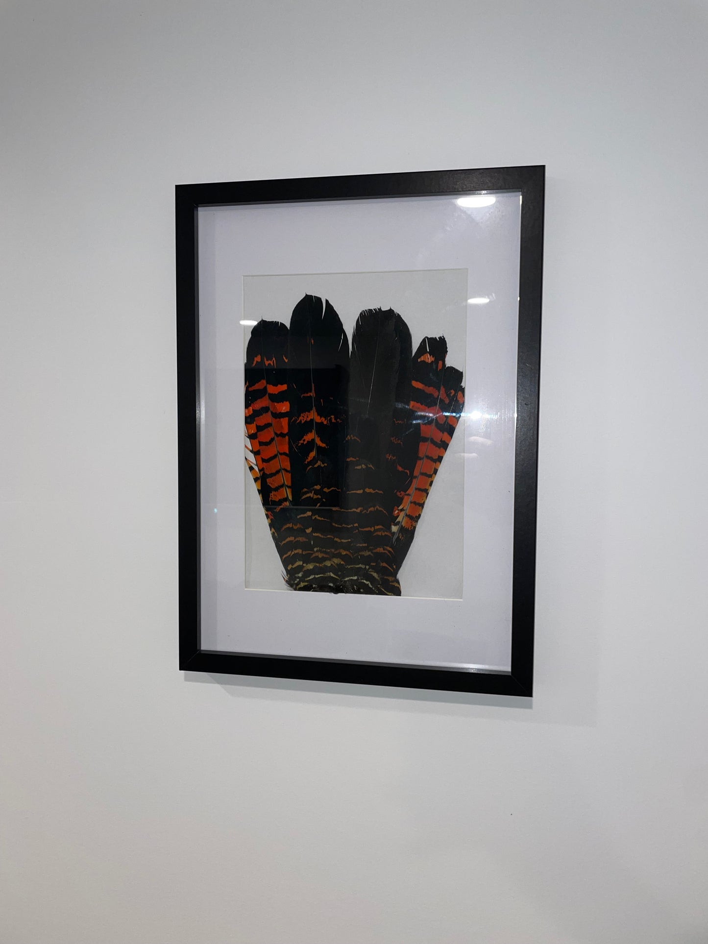 Black Cockatoo Tail