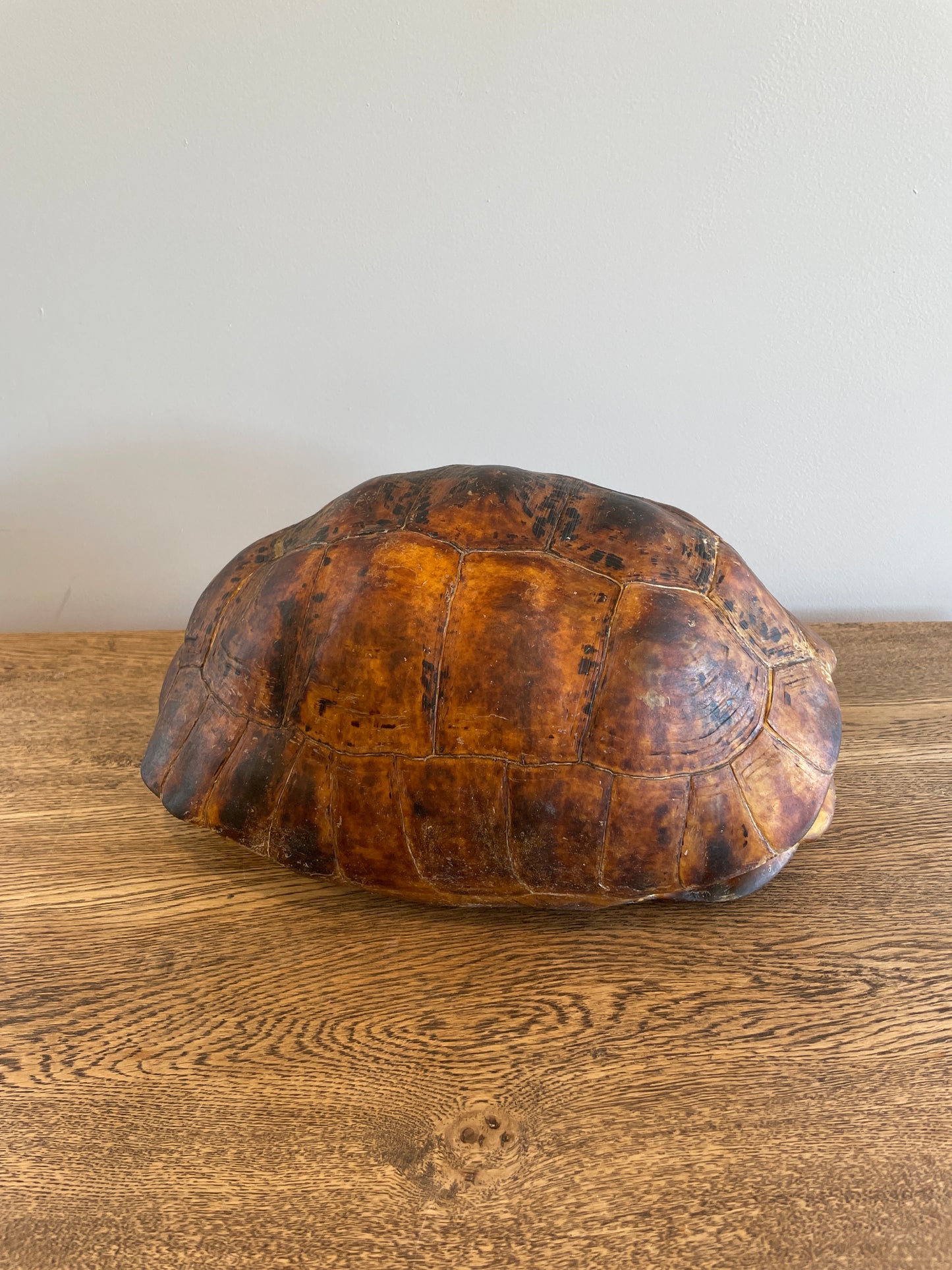 Dark Leopard Tortise Shell B