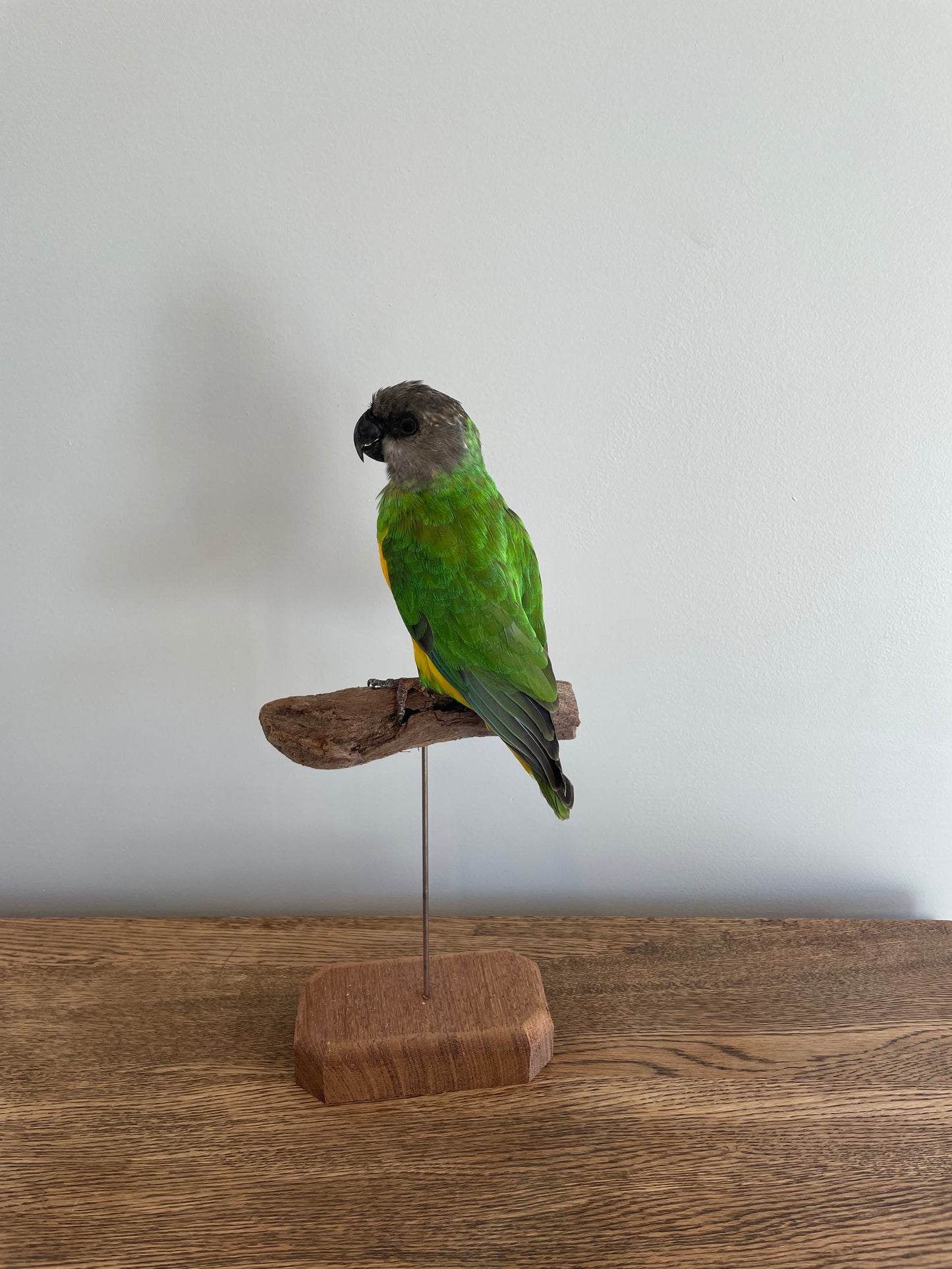 Senegal Parrot