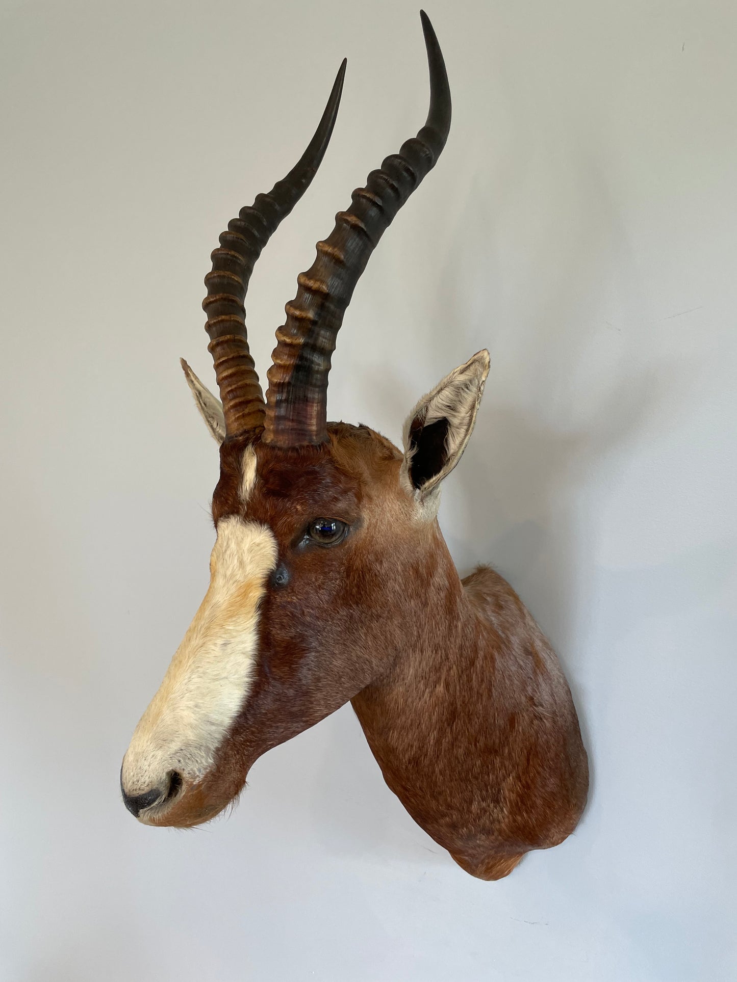 Blesbok