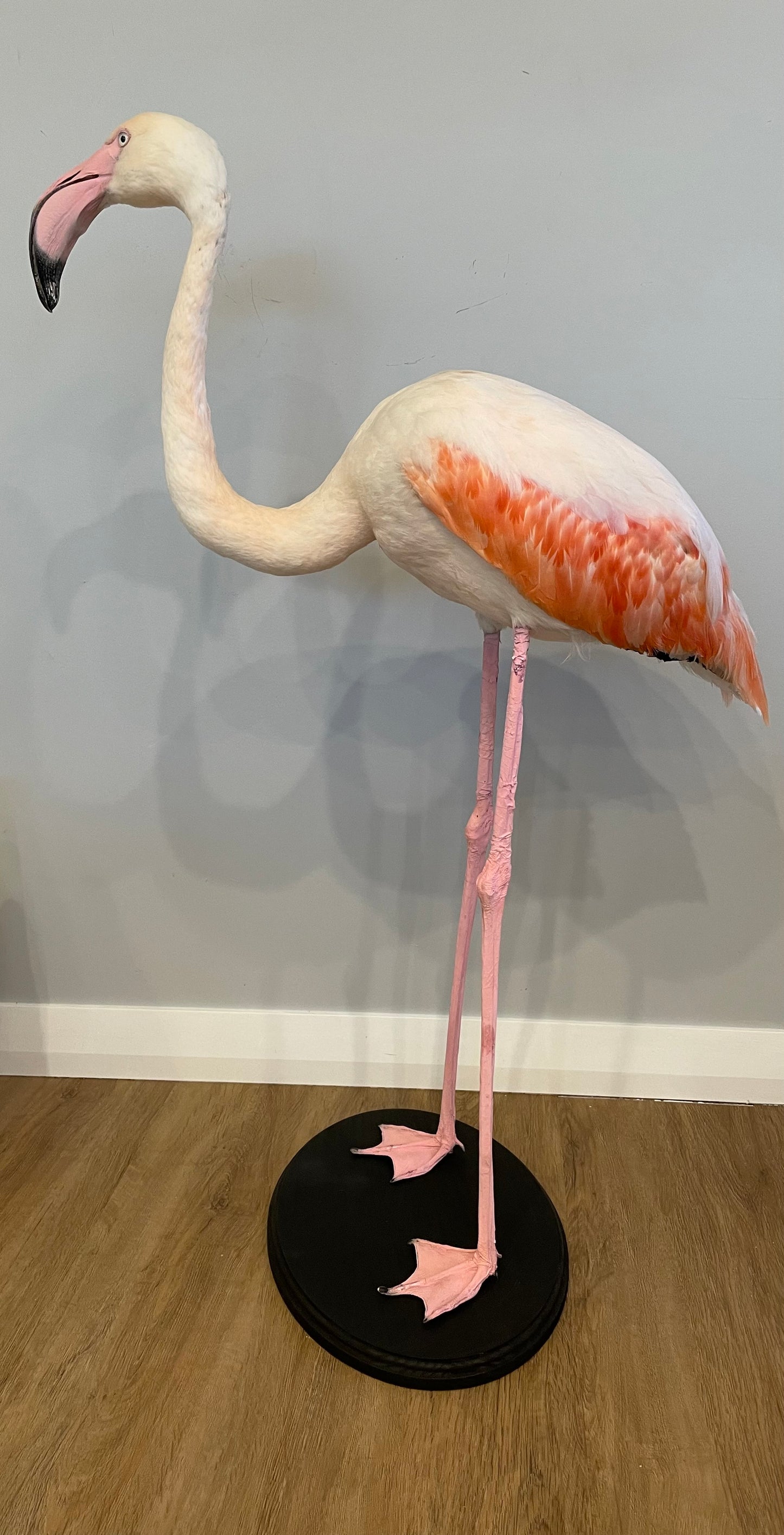 Greater Flamingo