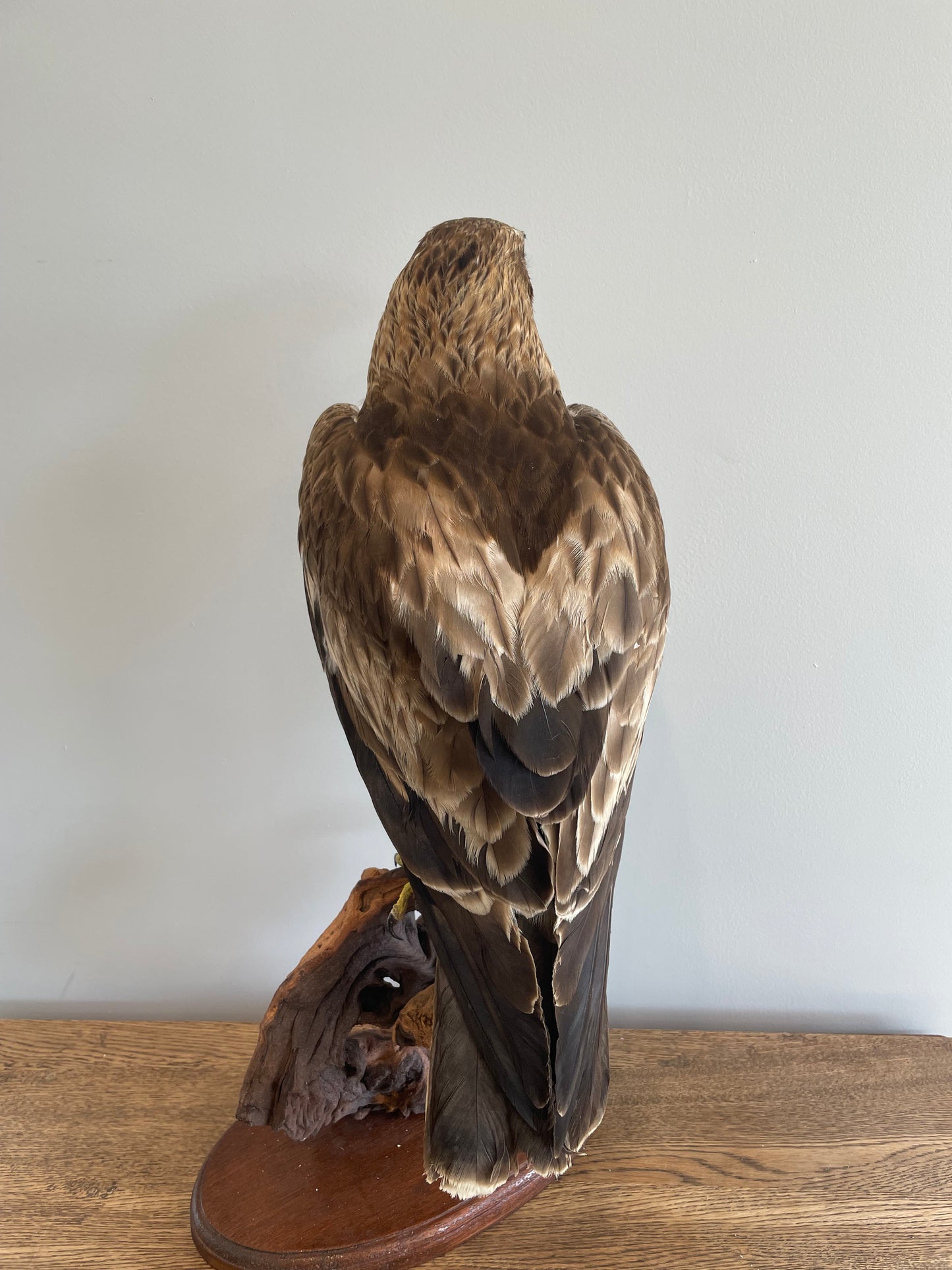 Booted Eagle
