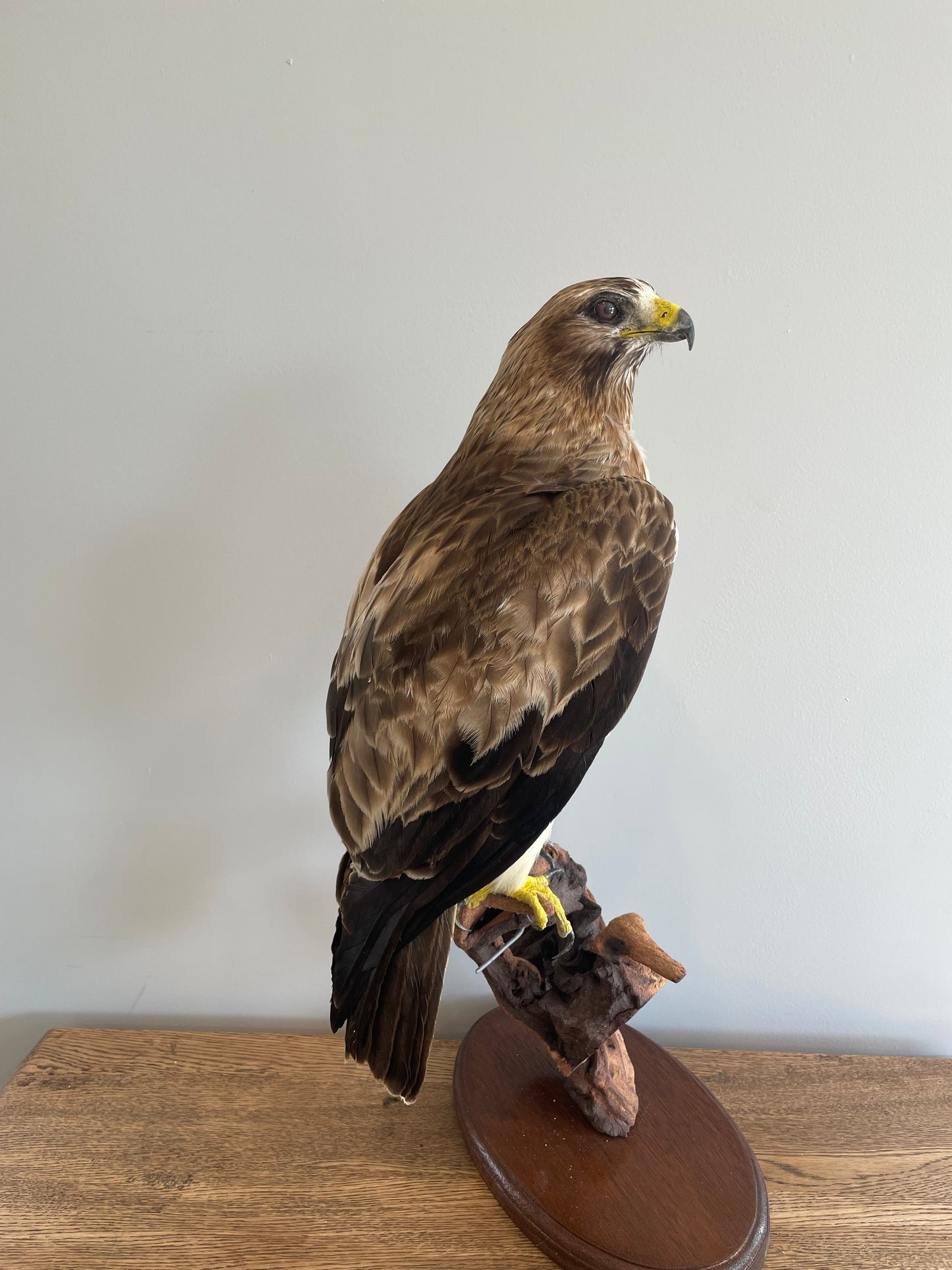 Booted Eagle