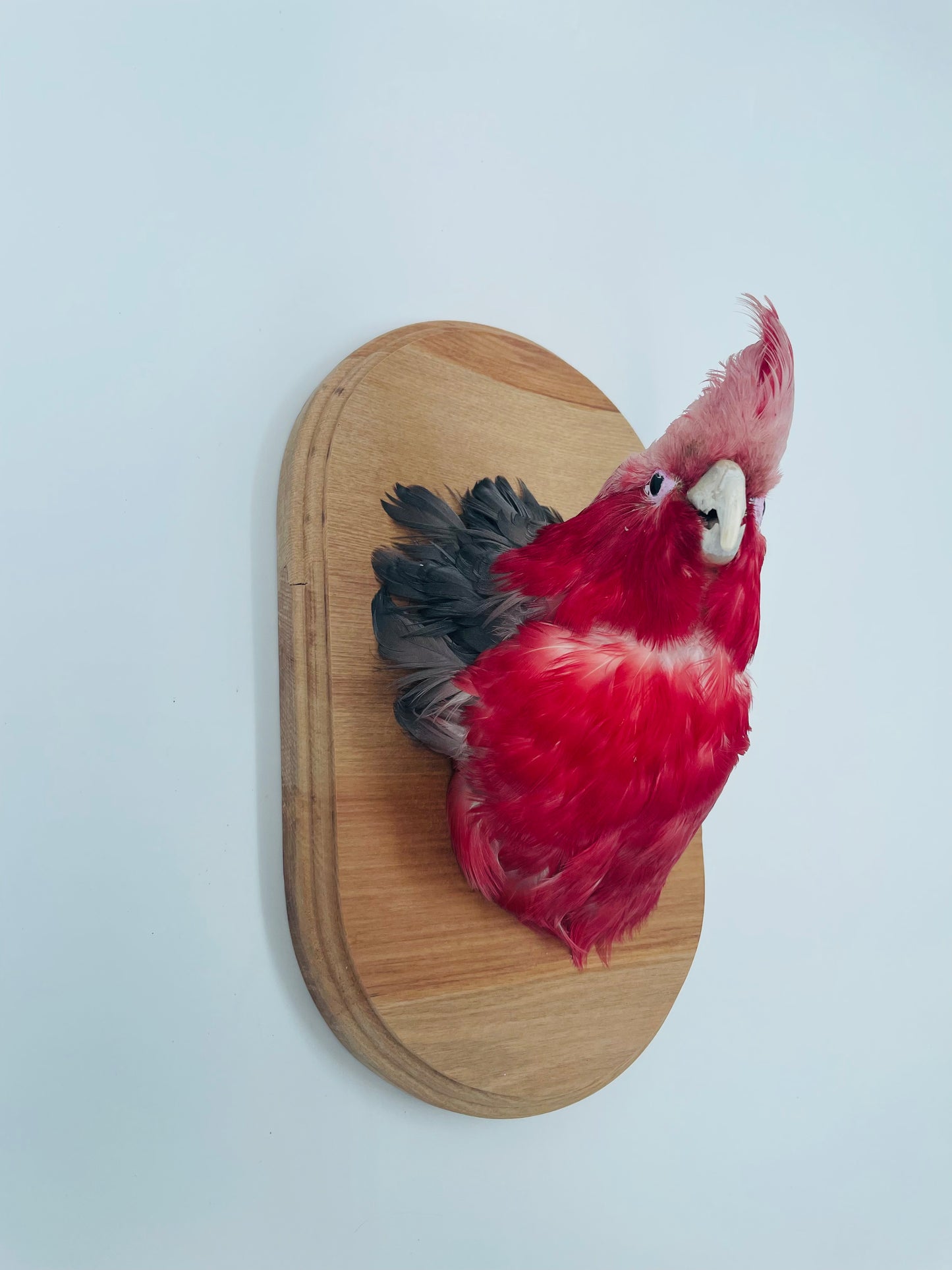Galah shoulder mount