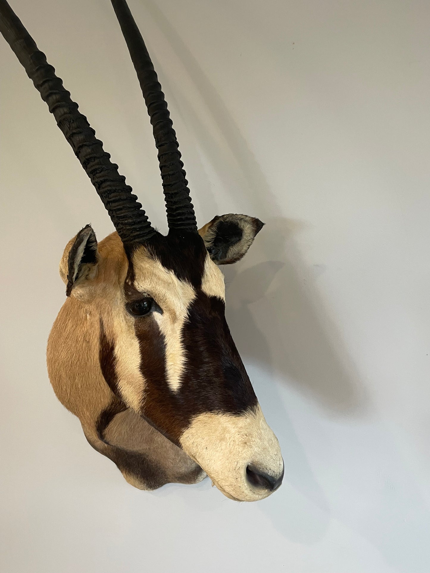 Gemsbok