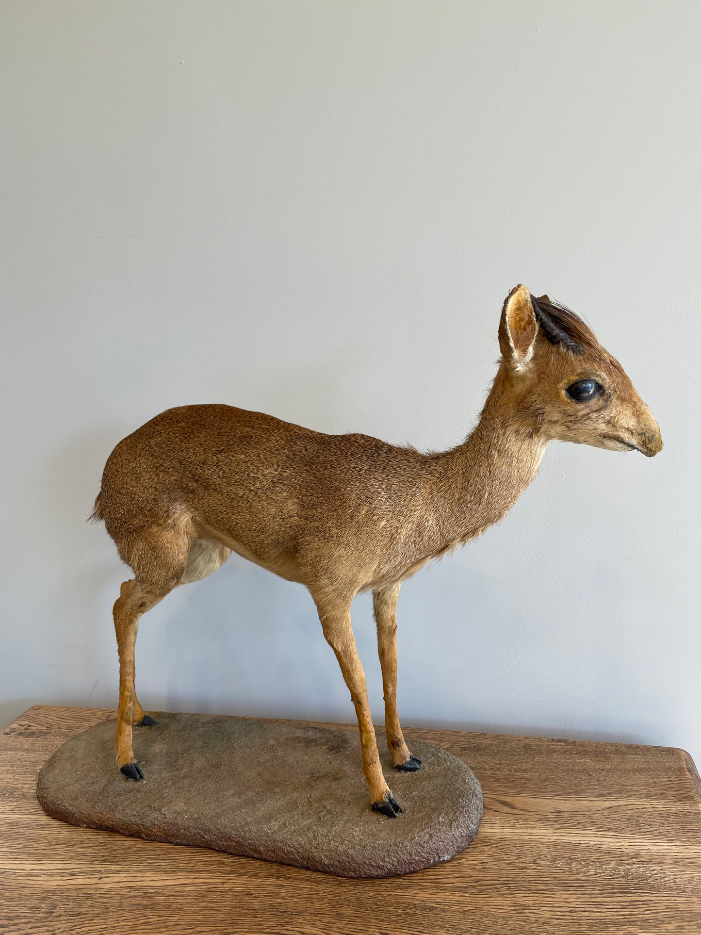Dik-Dik