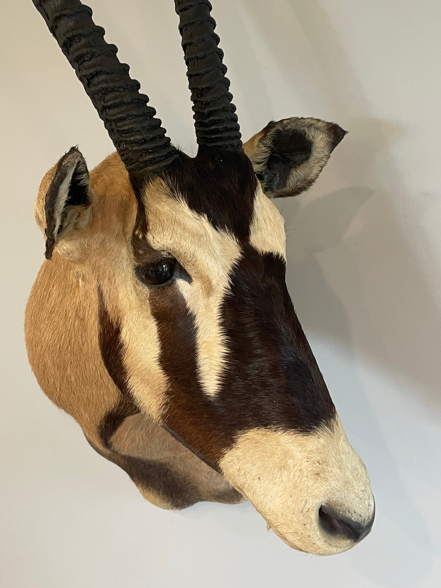 Gemsbok