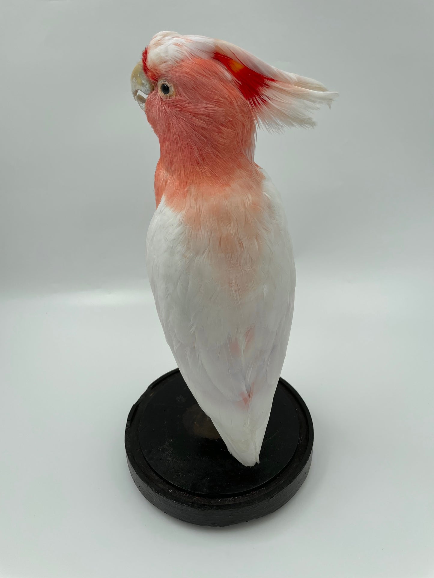 Pink Cockatoo in Antique Glass Dome