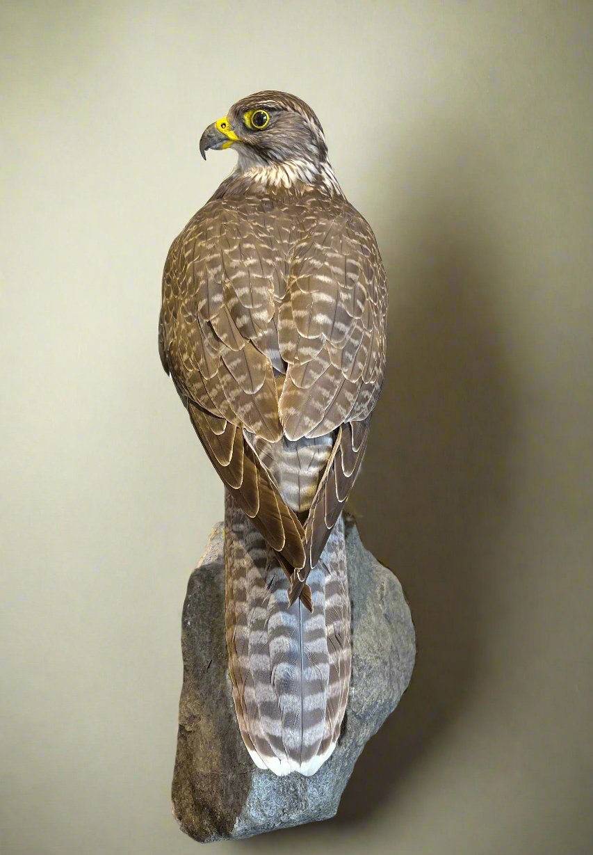 Gyrfalcon