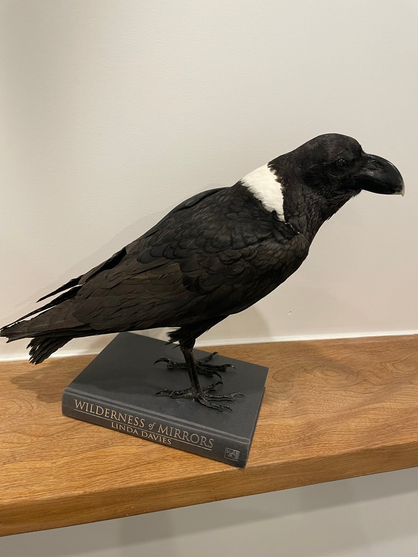 Pied Raven