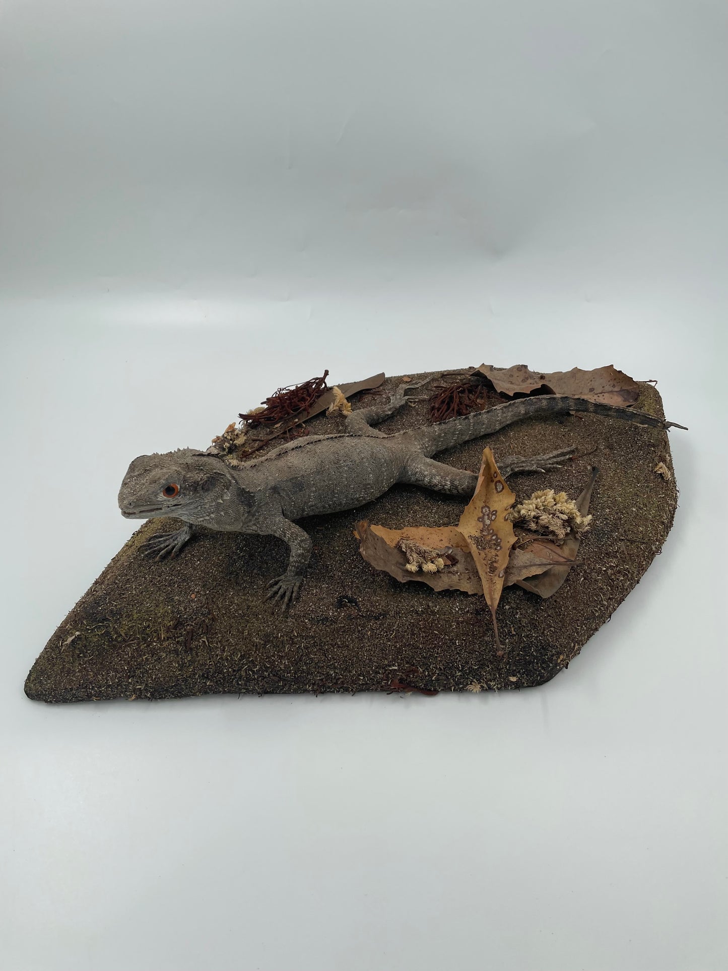 Lizard