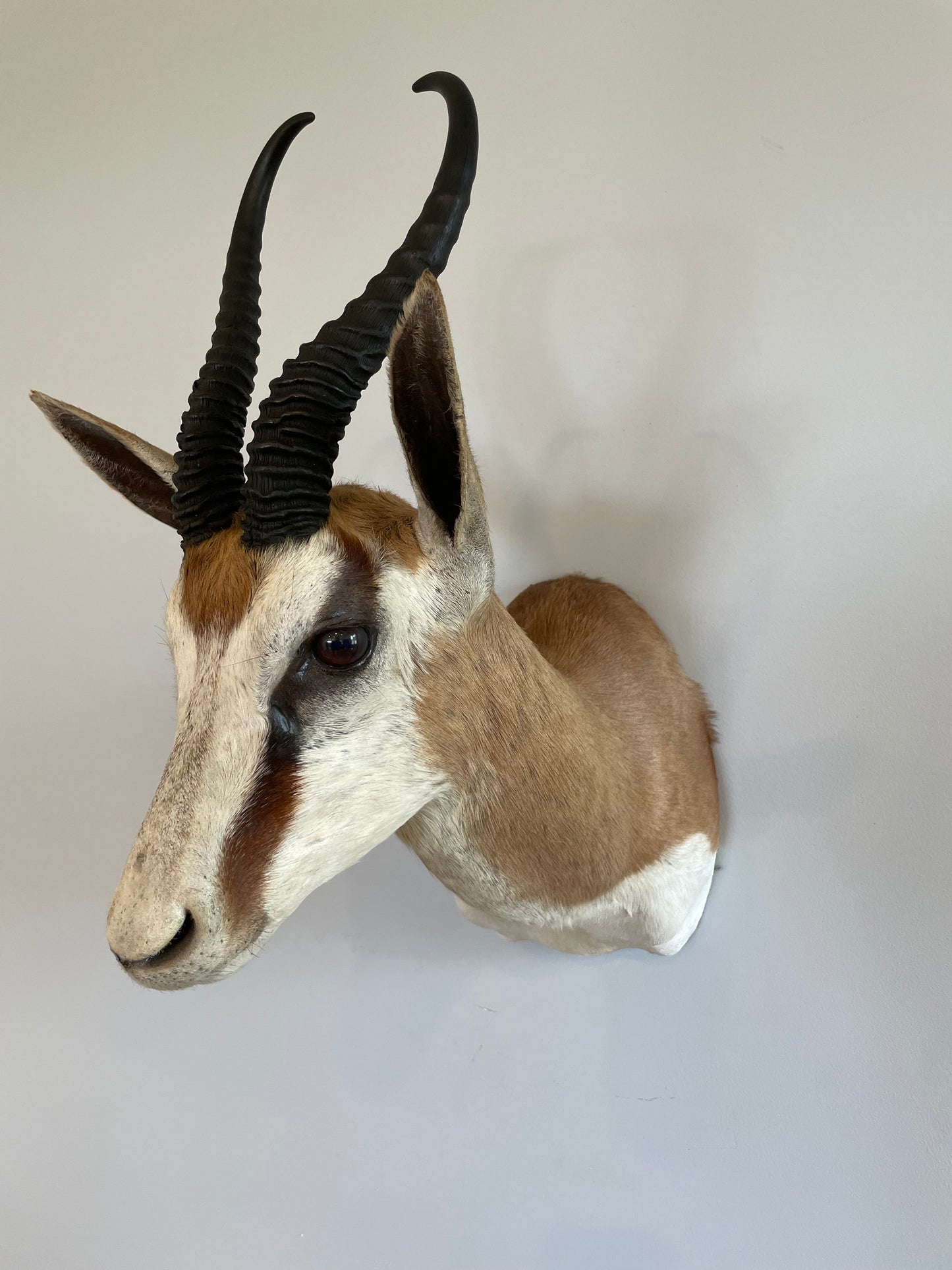 Springbok