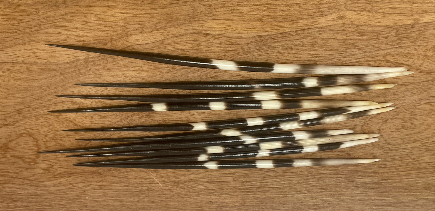 Thick Porcupine Quills - extra long