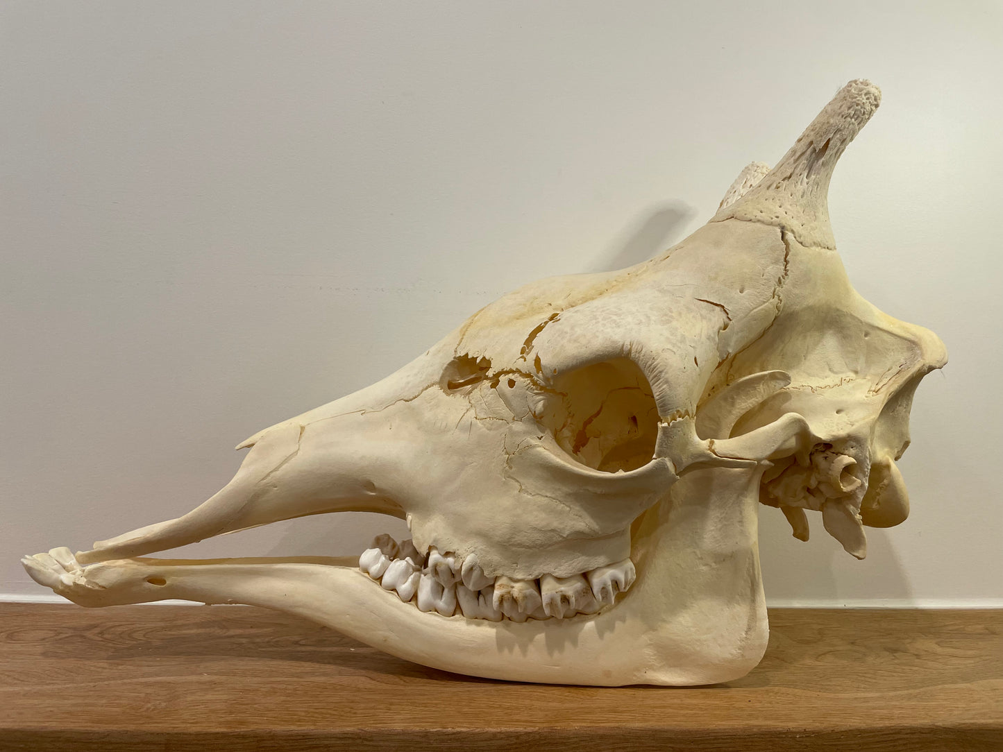 Giraffe Skull
