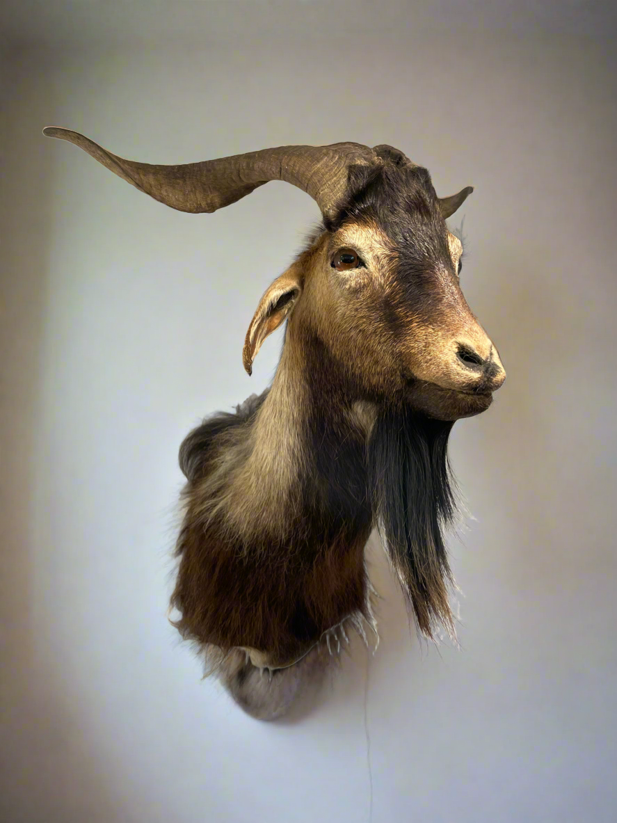 Arapawa goat shoulder mount