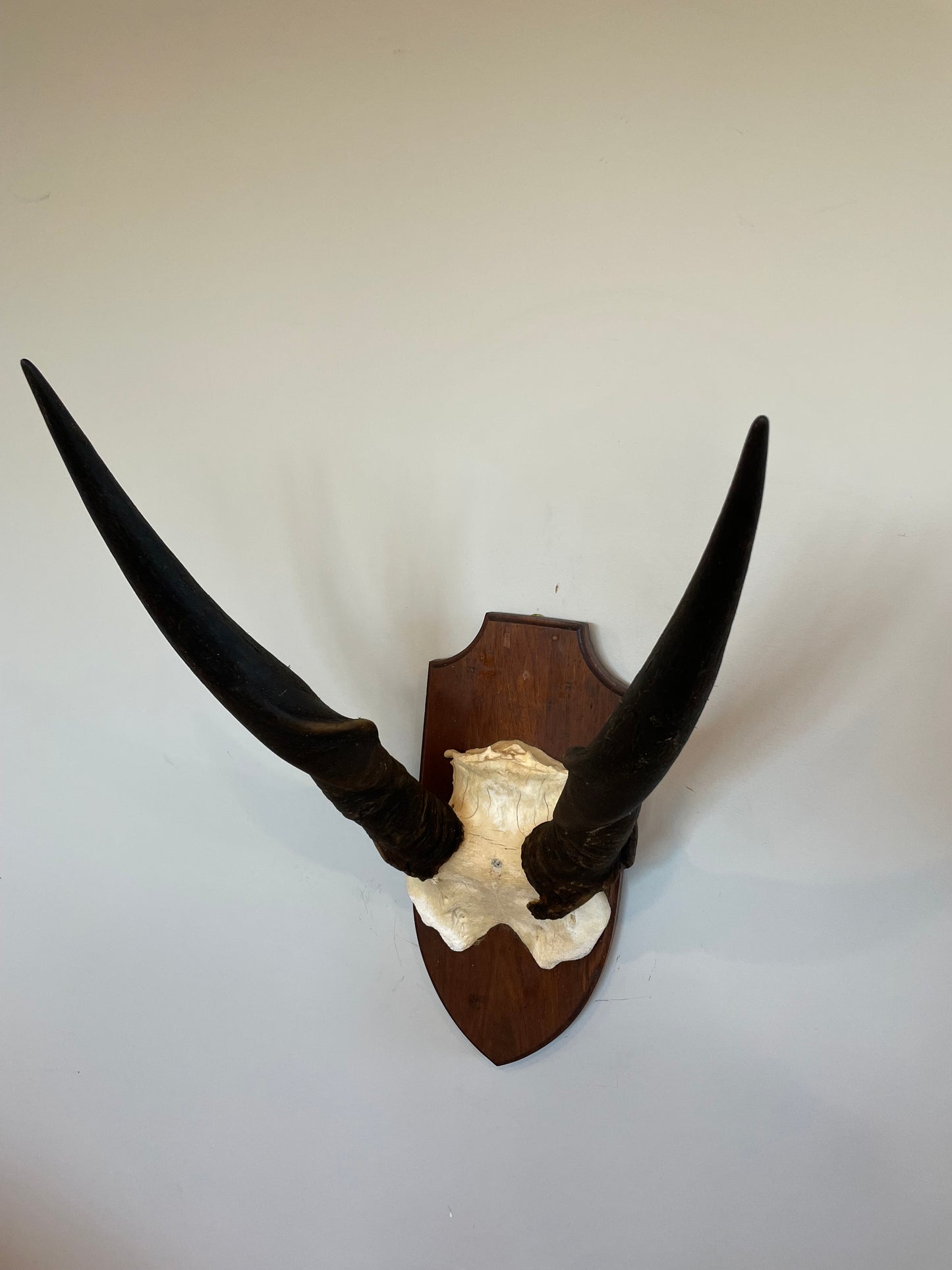 Eland Euro Mount