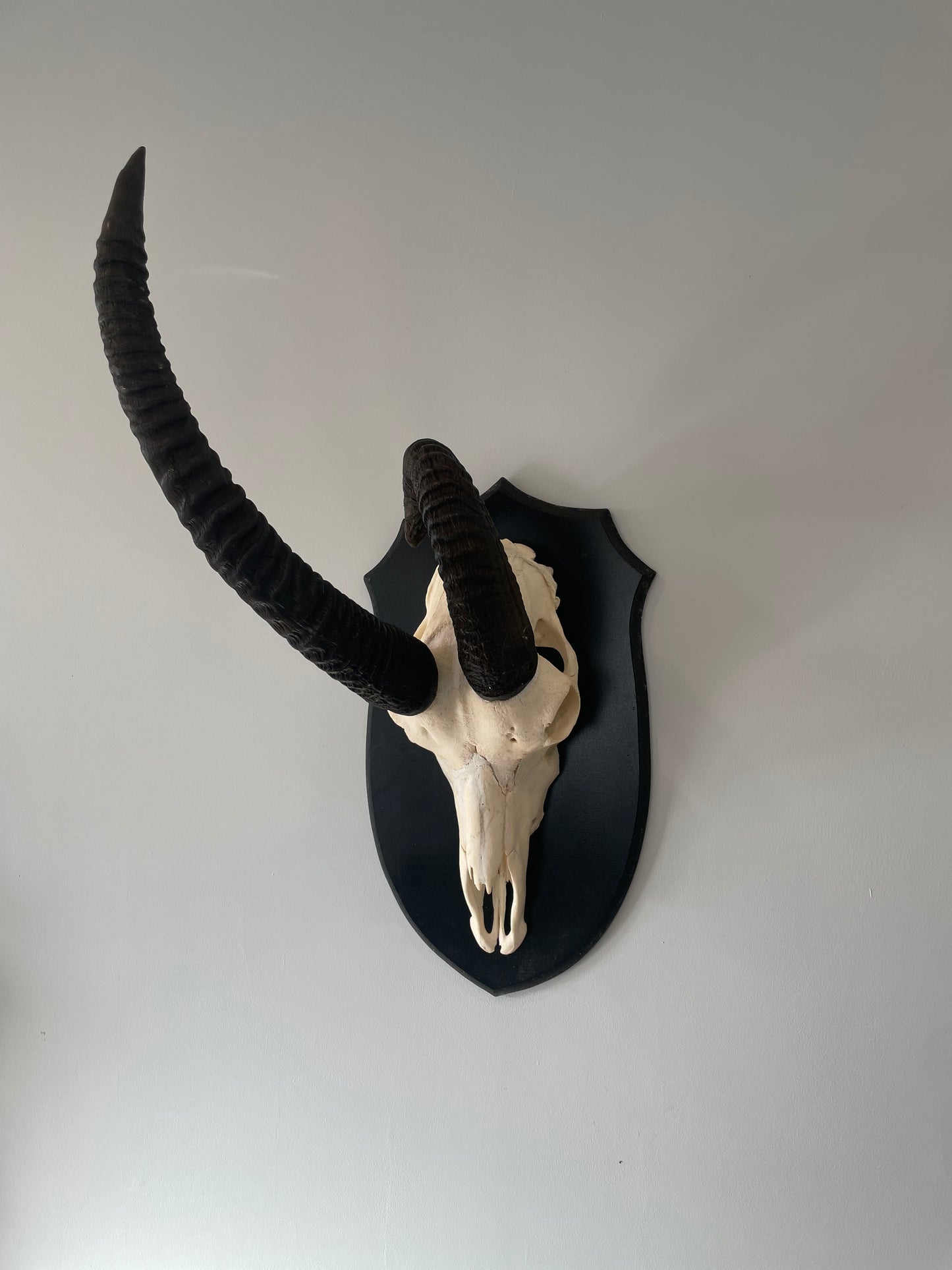 Sable Euro Mount