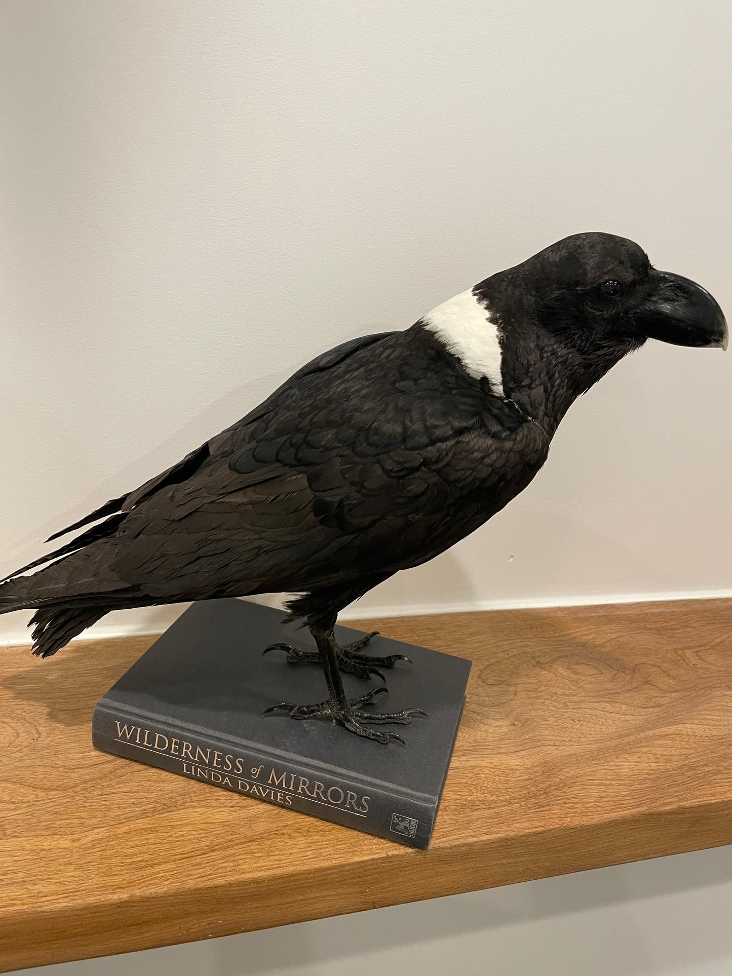 Pied Raven