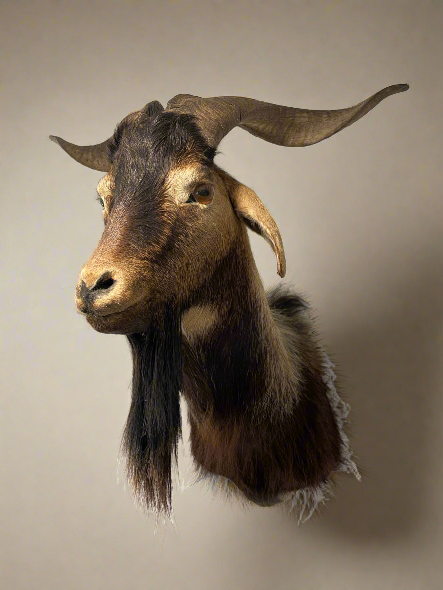 Arapawa goat shoulder mount