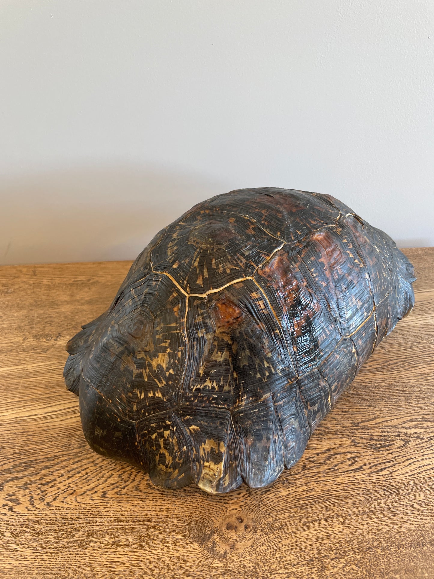 Dark Leopard Tortise Shell A